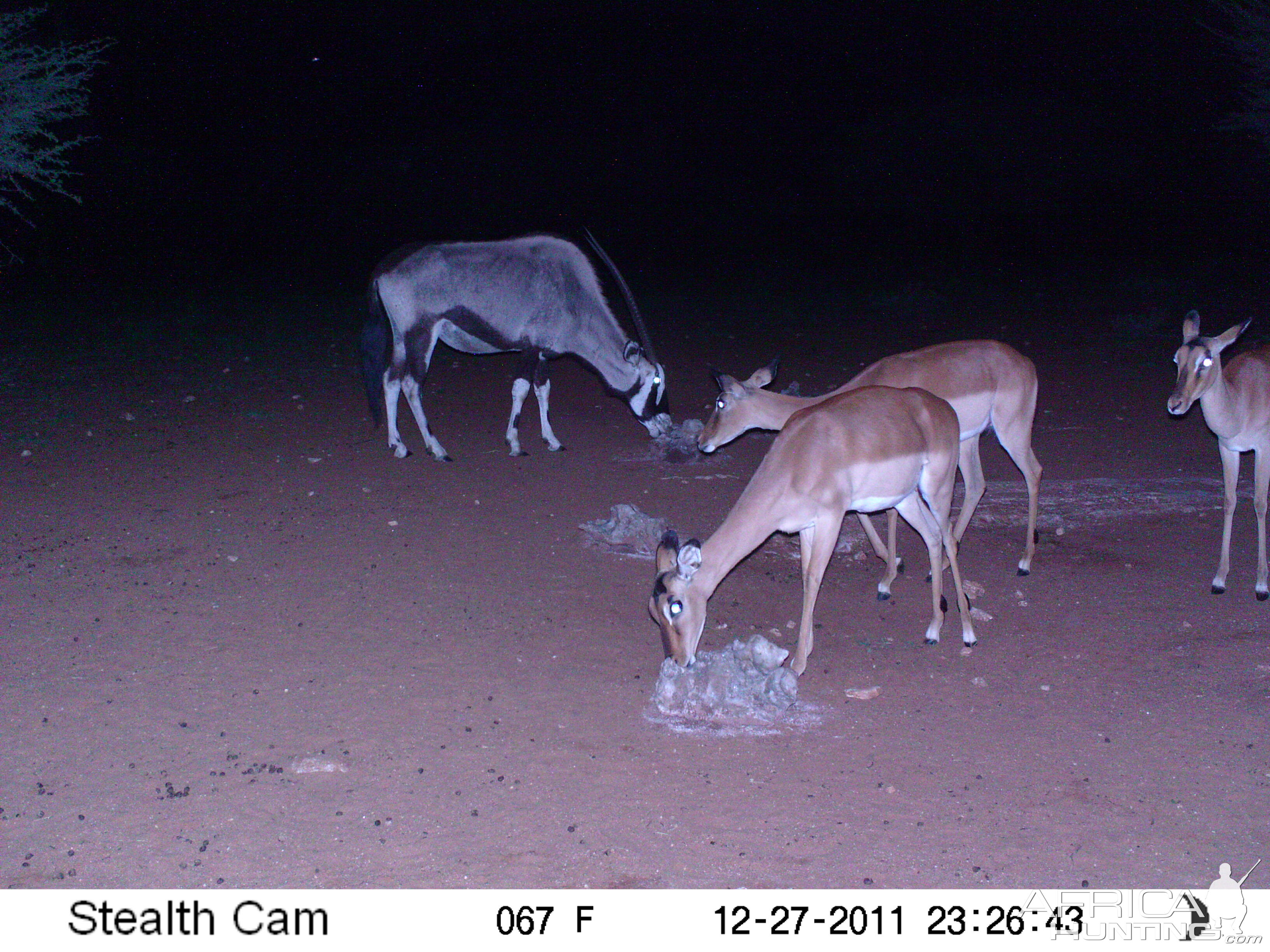 Trail Camera Namibia