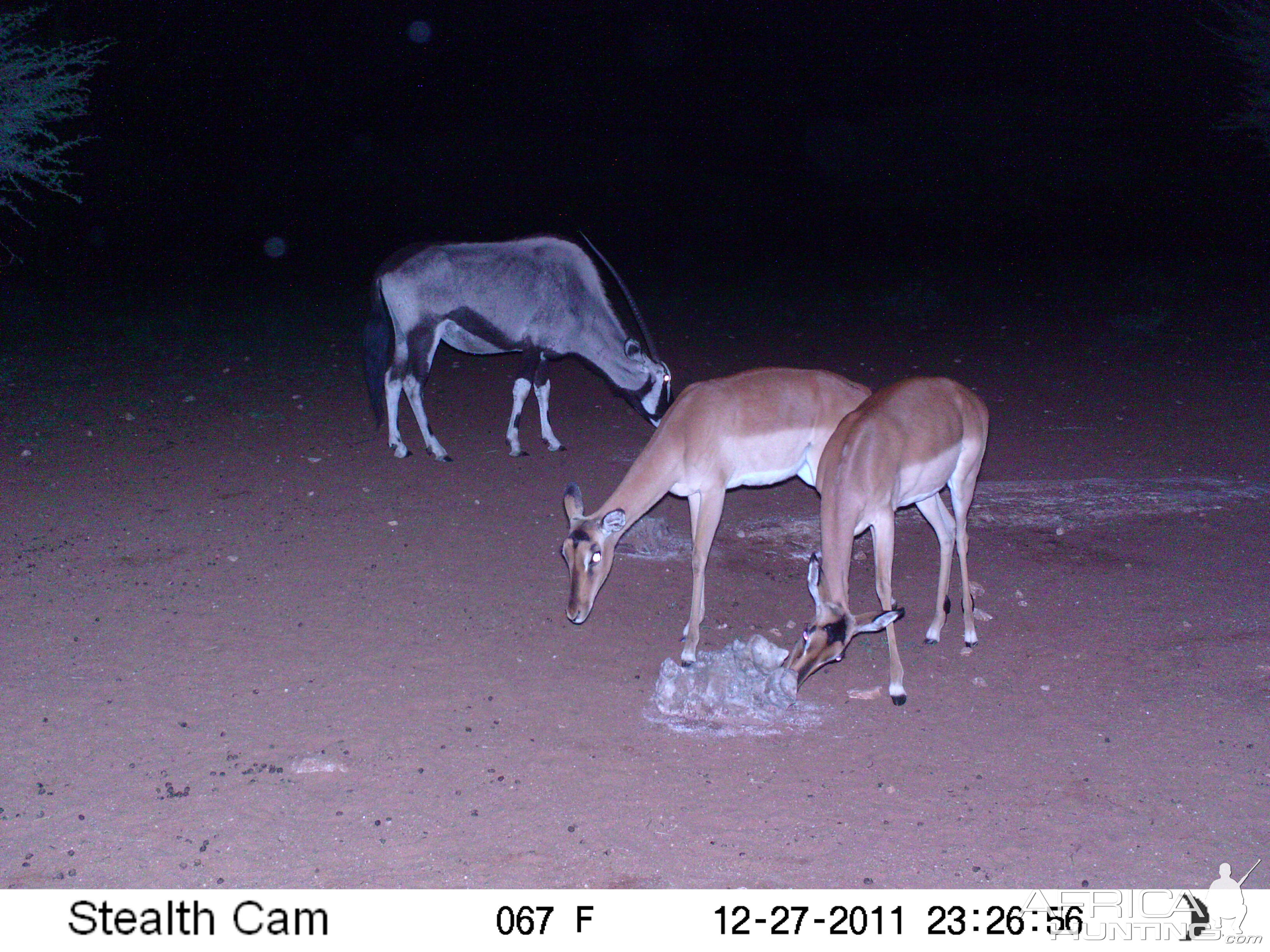 Trail Camera Namibia