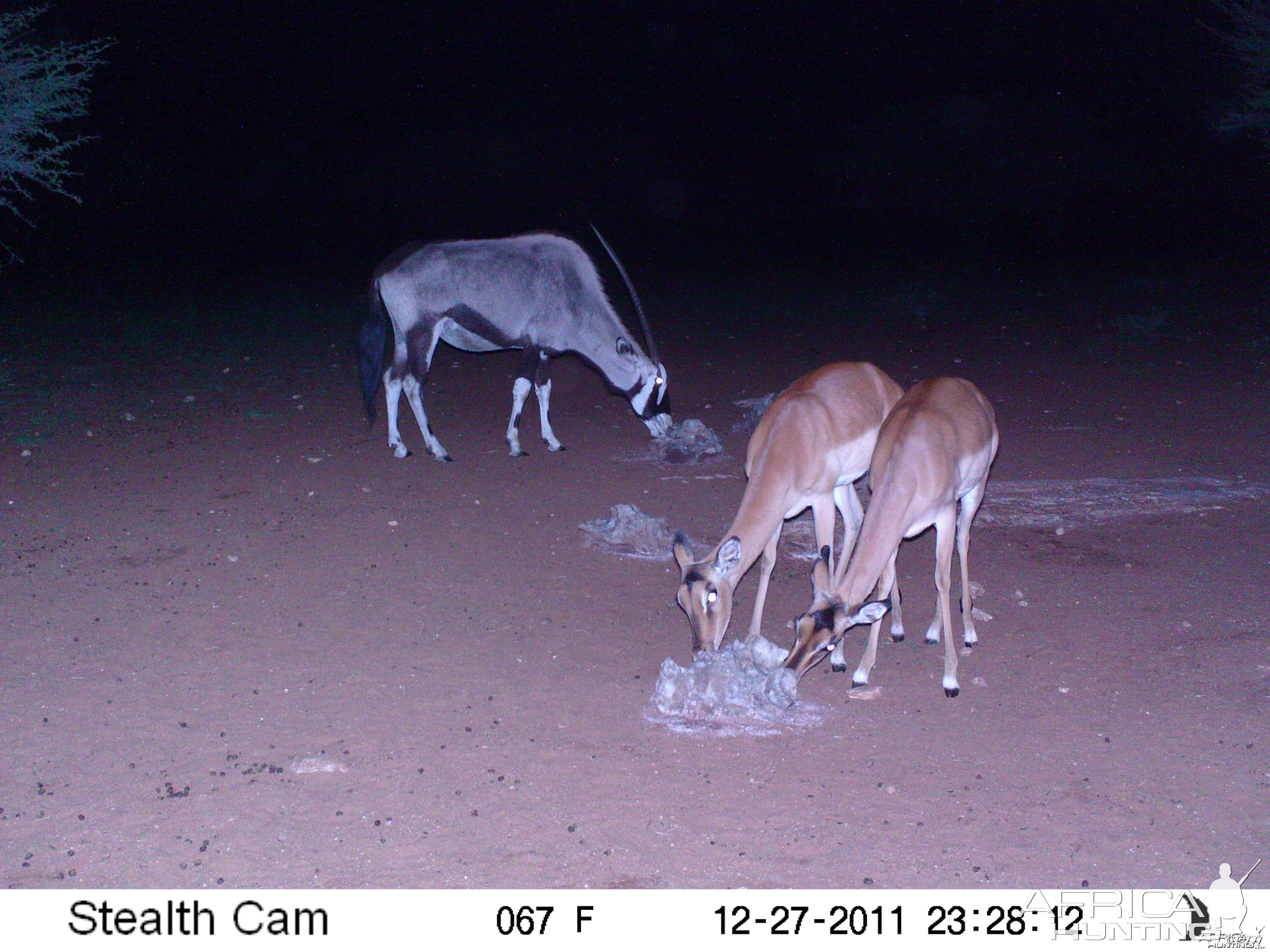 Trail Camera Namibia