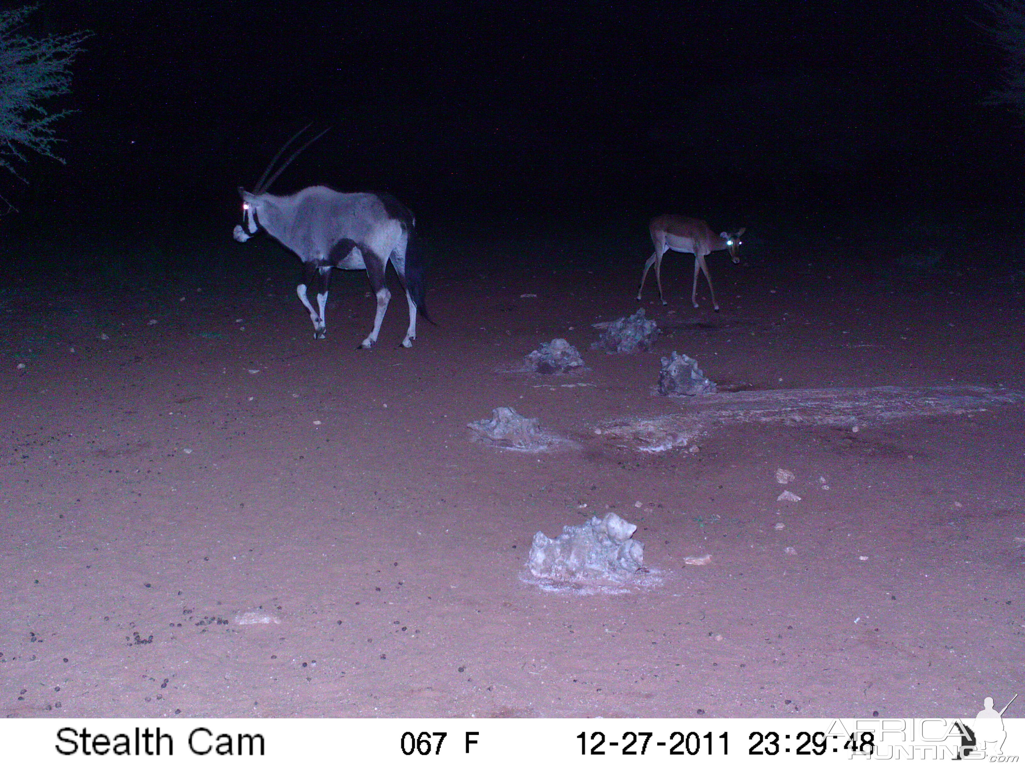 Trail Camera Namibia