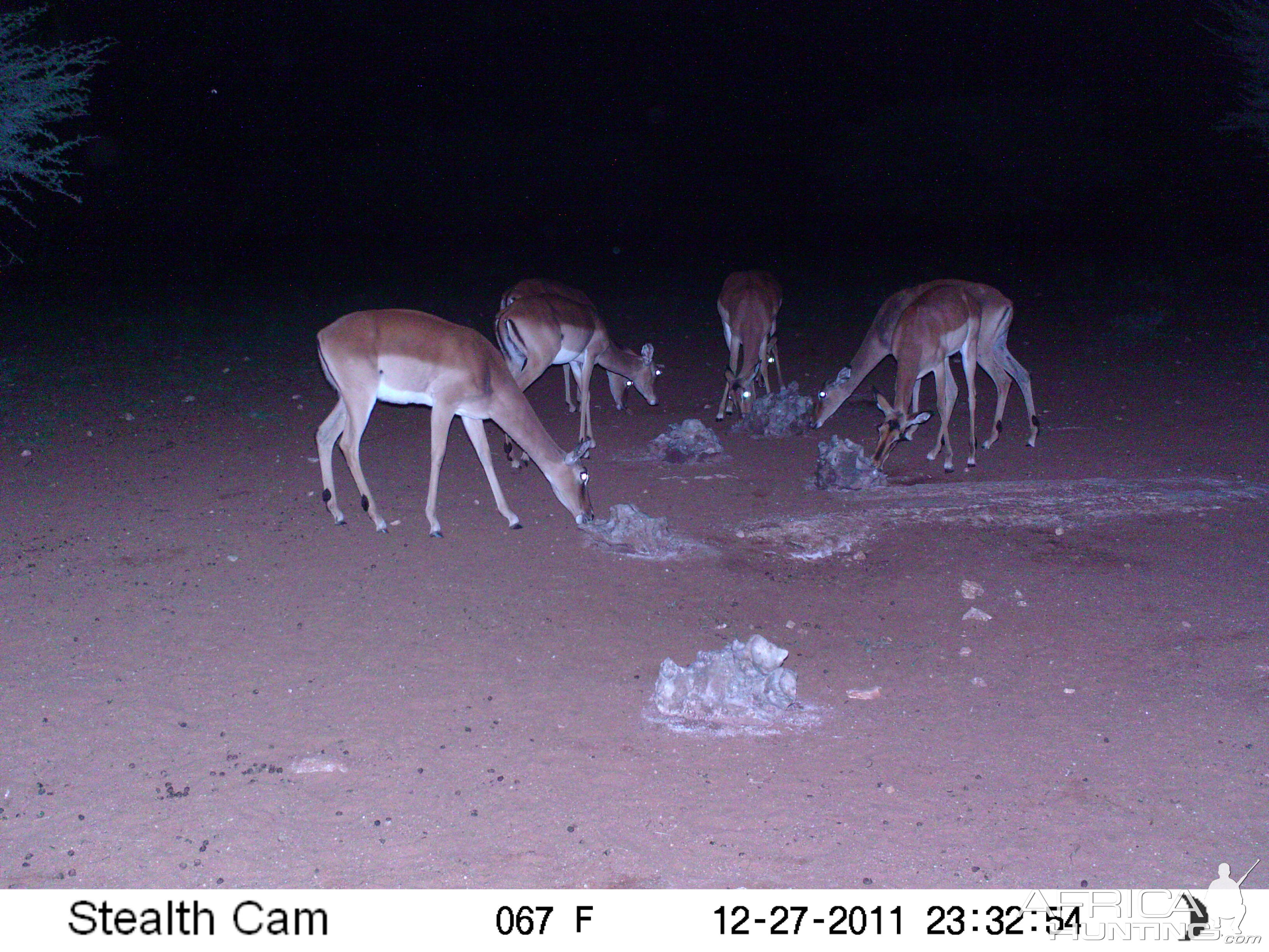 Trail Camera Namibia