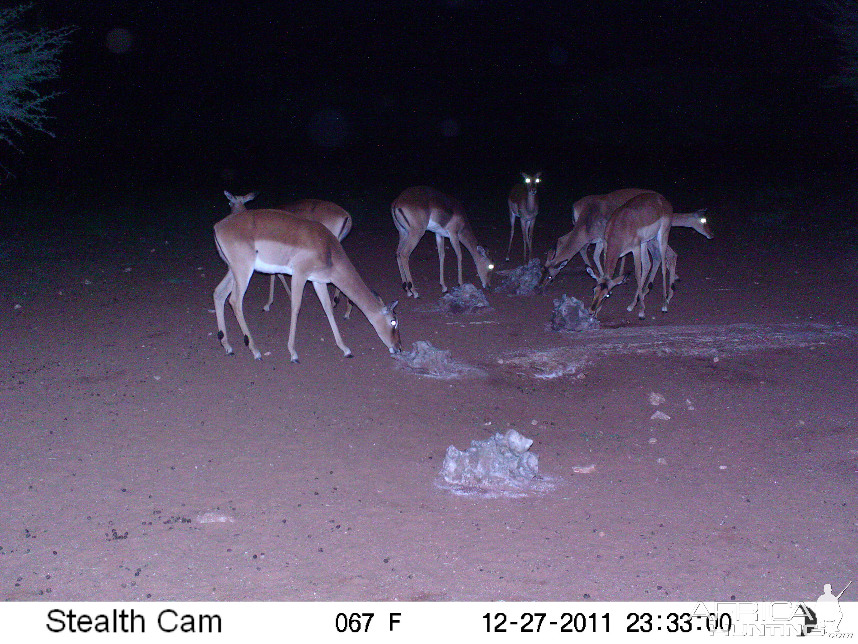 Trail Camera Namibia