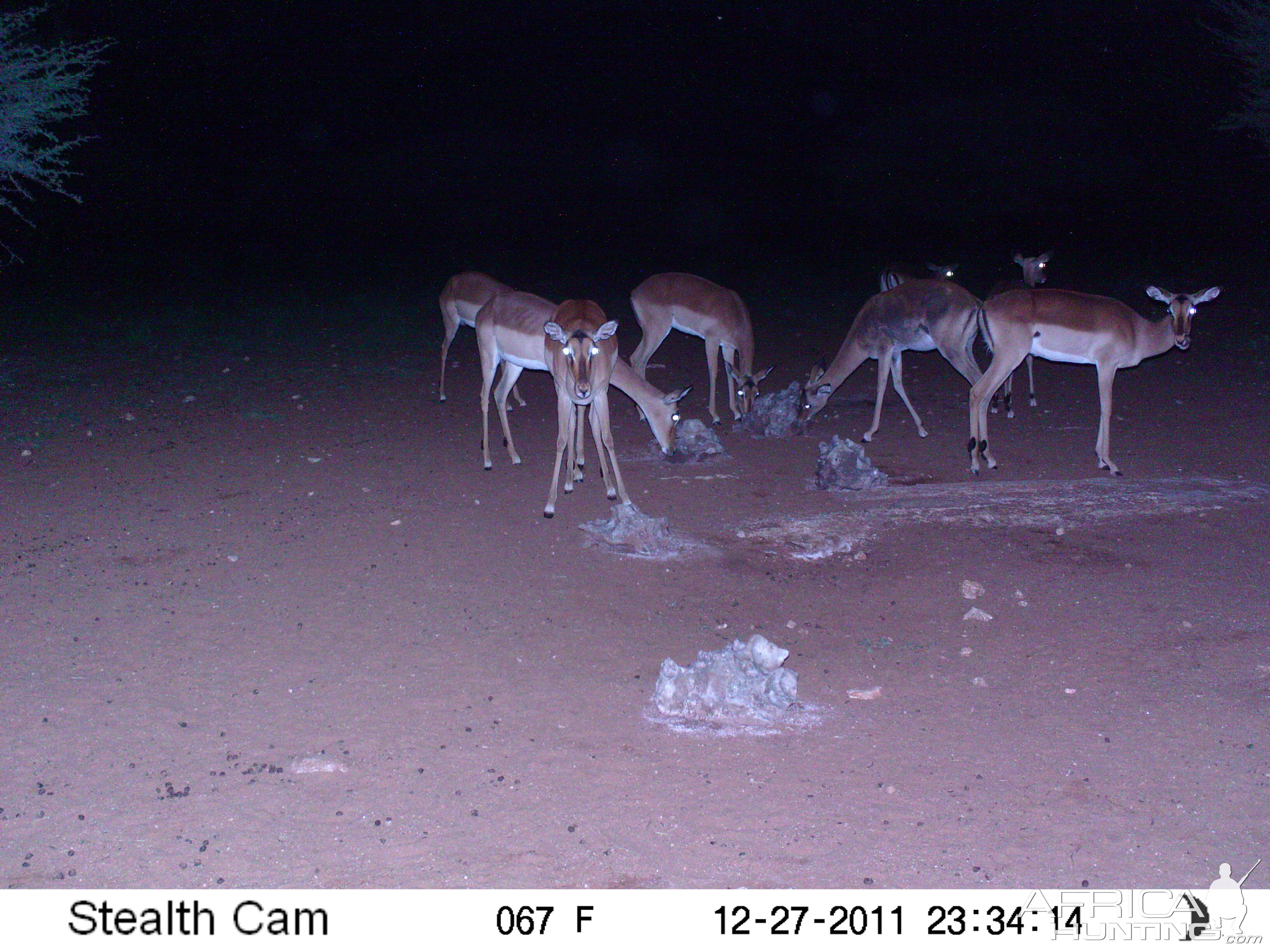 Trail Camera Namibia