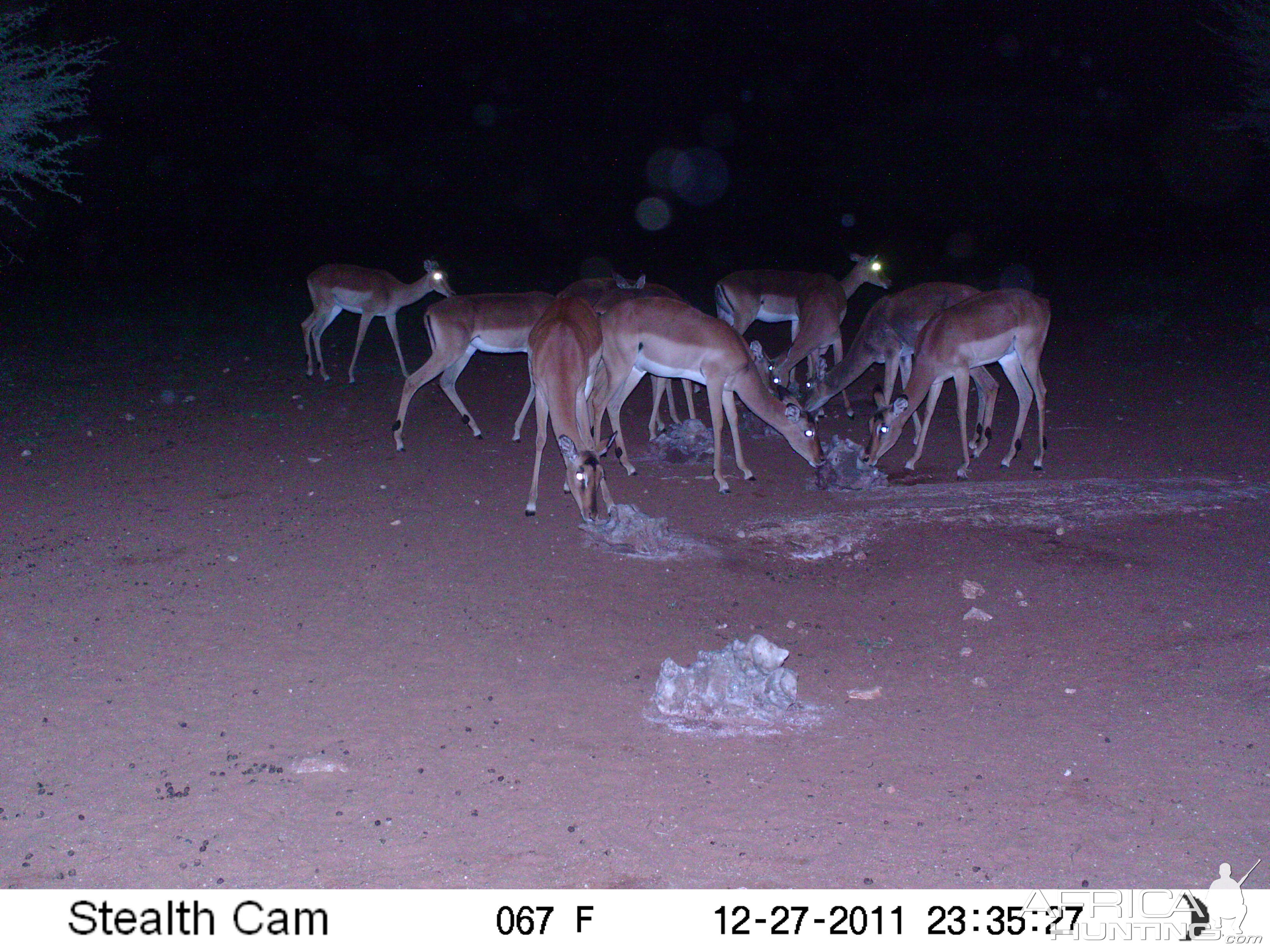 Trail Camera Namibia