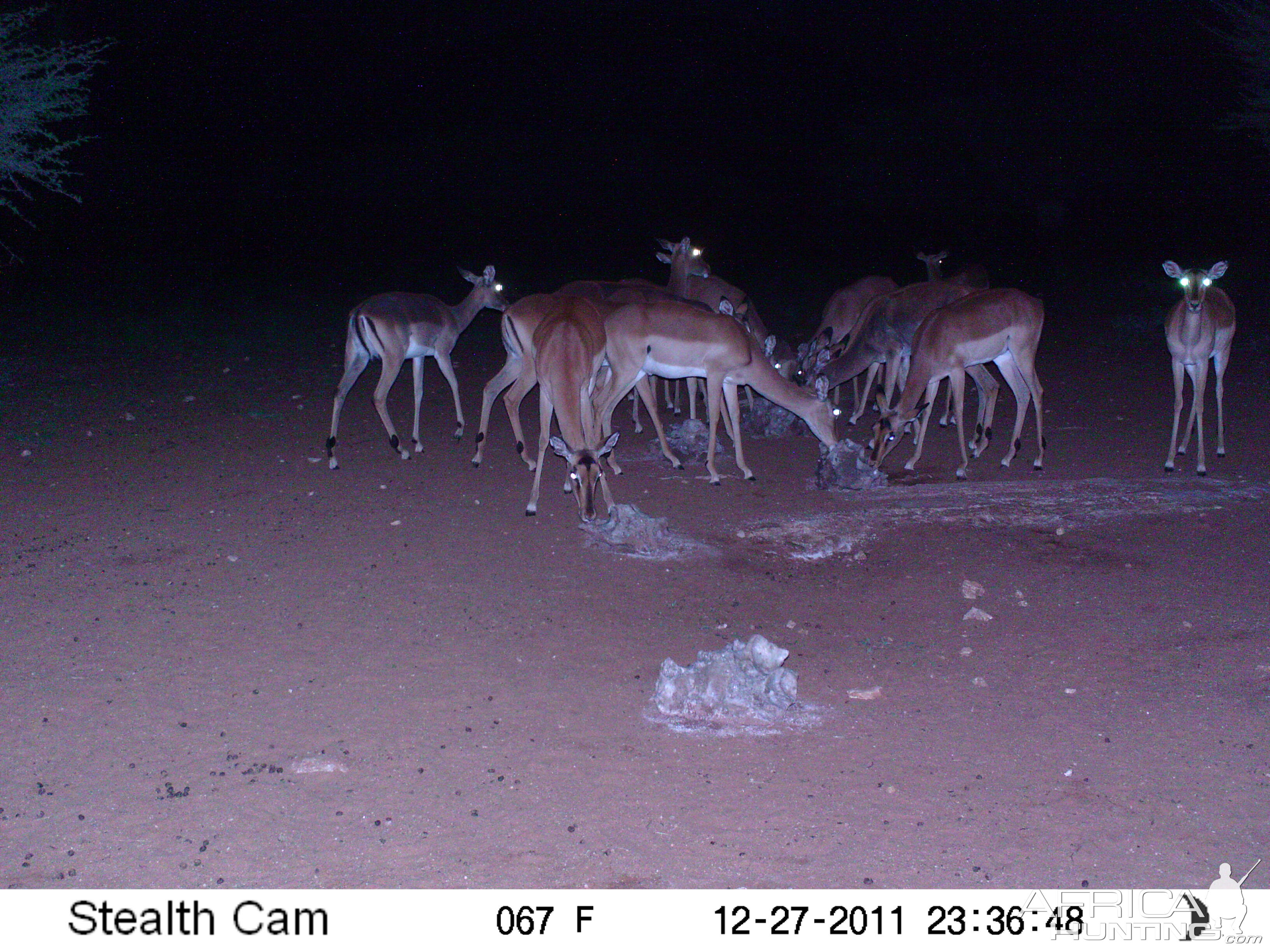 Trail Camera Namibia