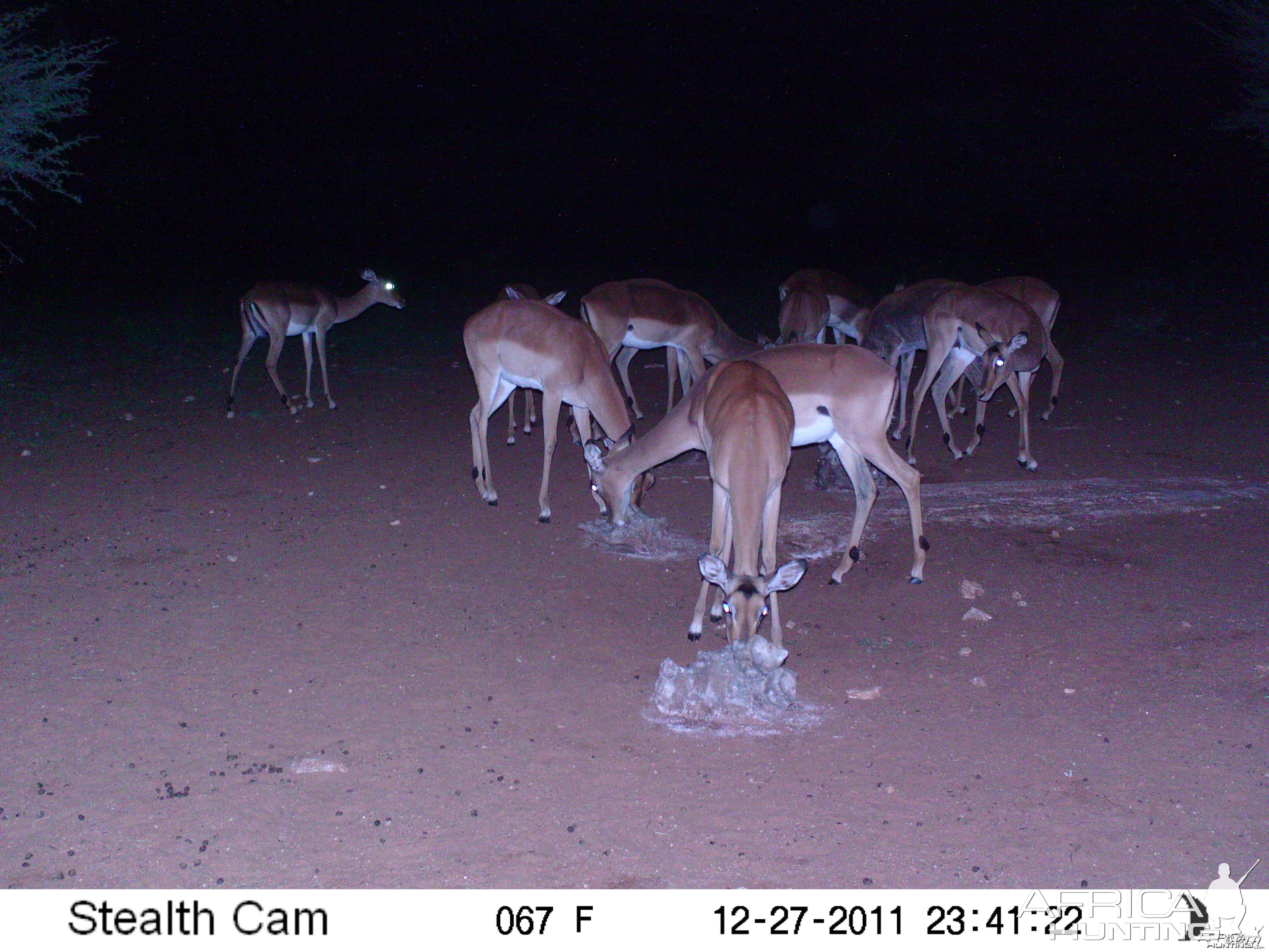 Trail Camera Namibia