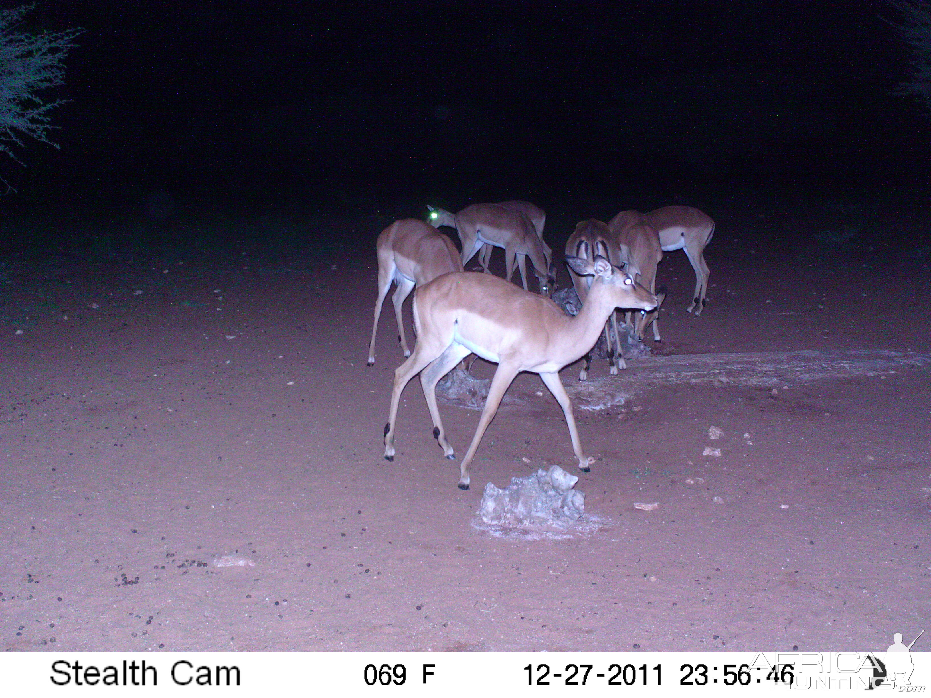 Trail Camera Namibia