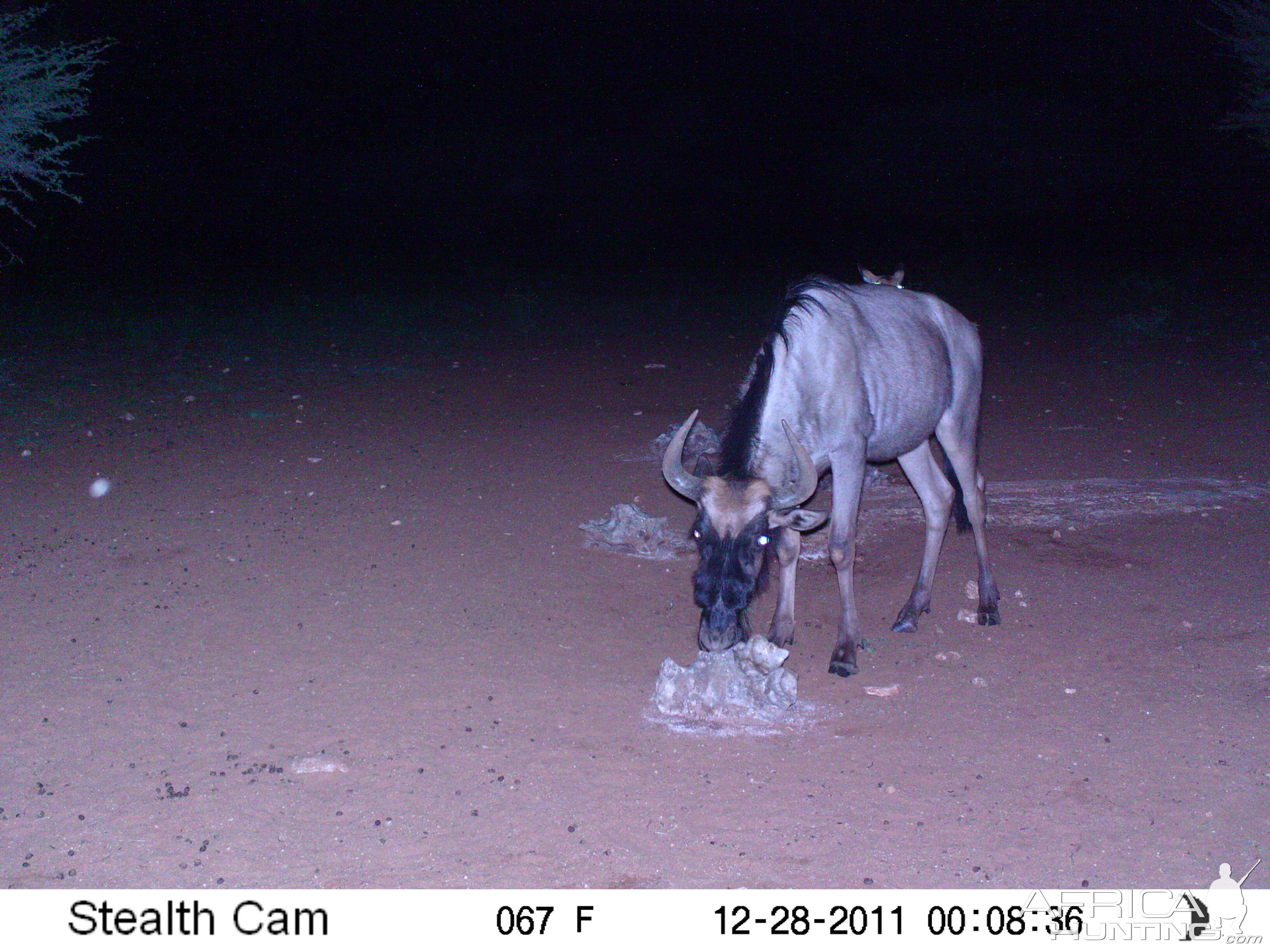 Trail Camera Namibia