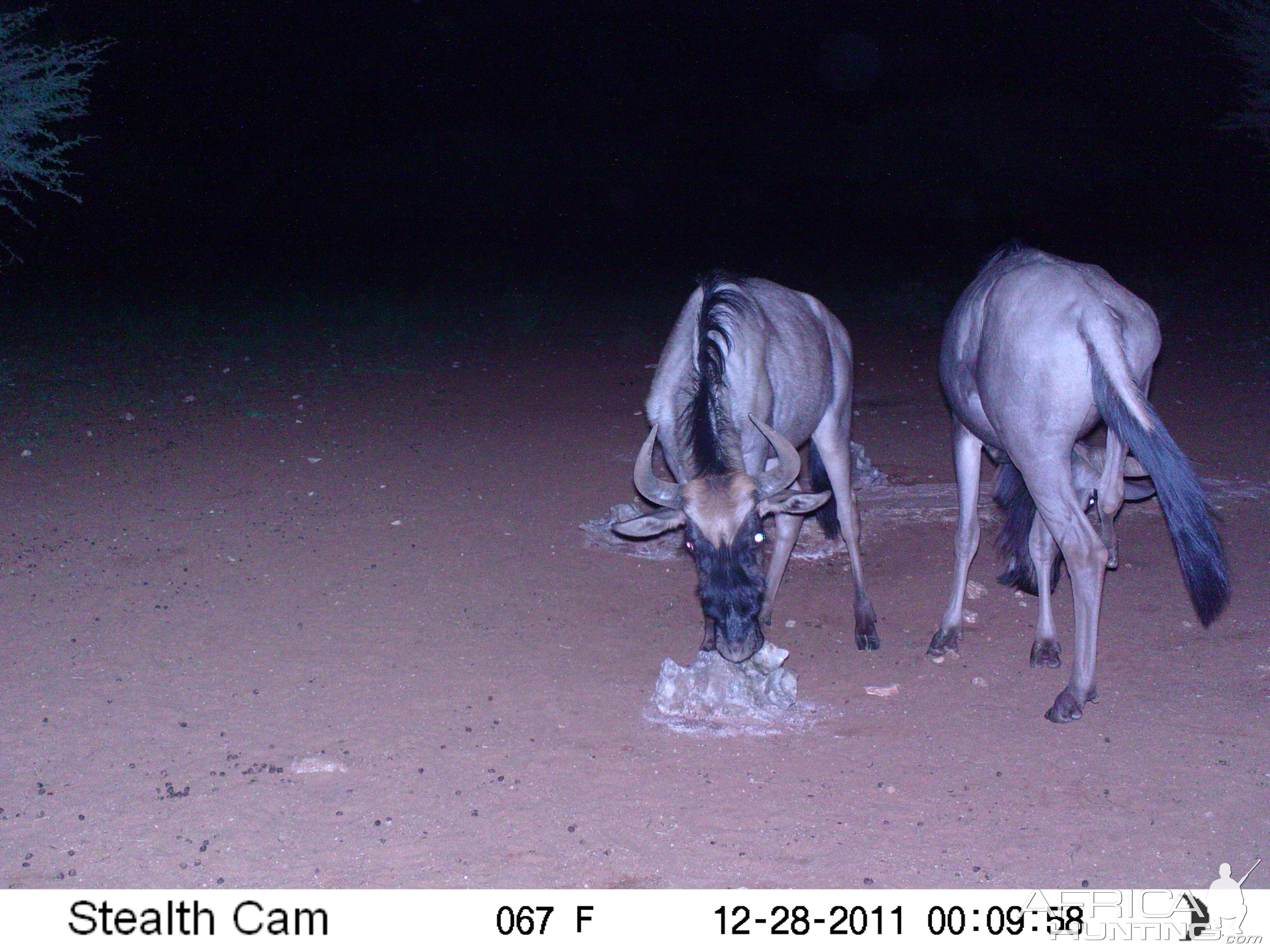 Trail Camera Namibia