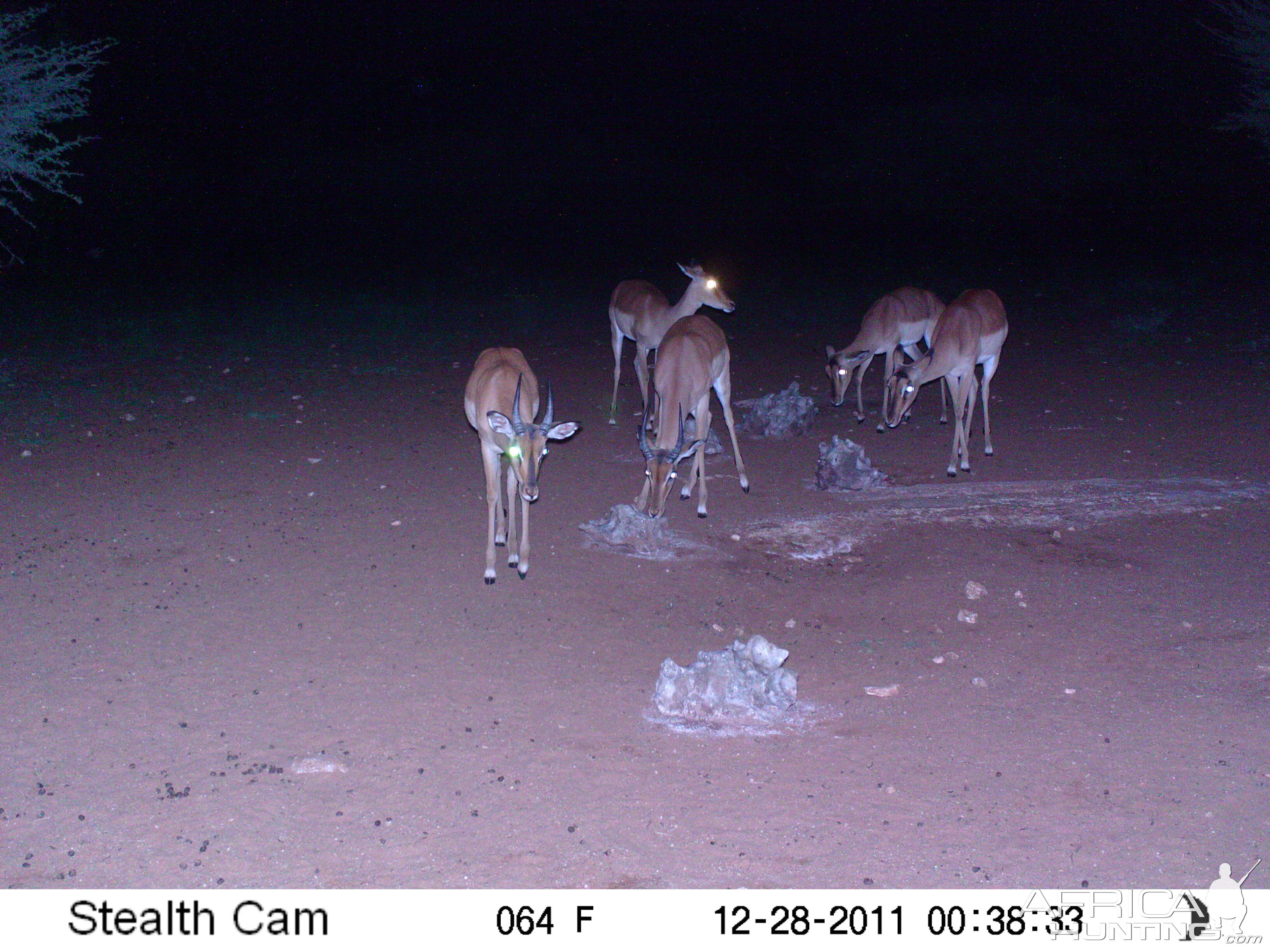 Trail Camera Namibia