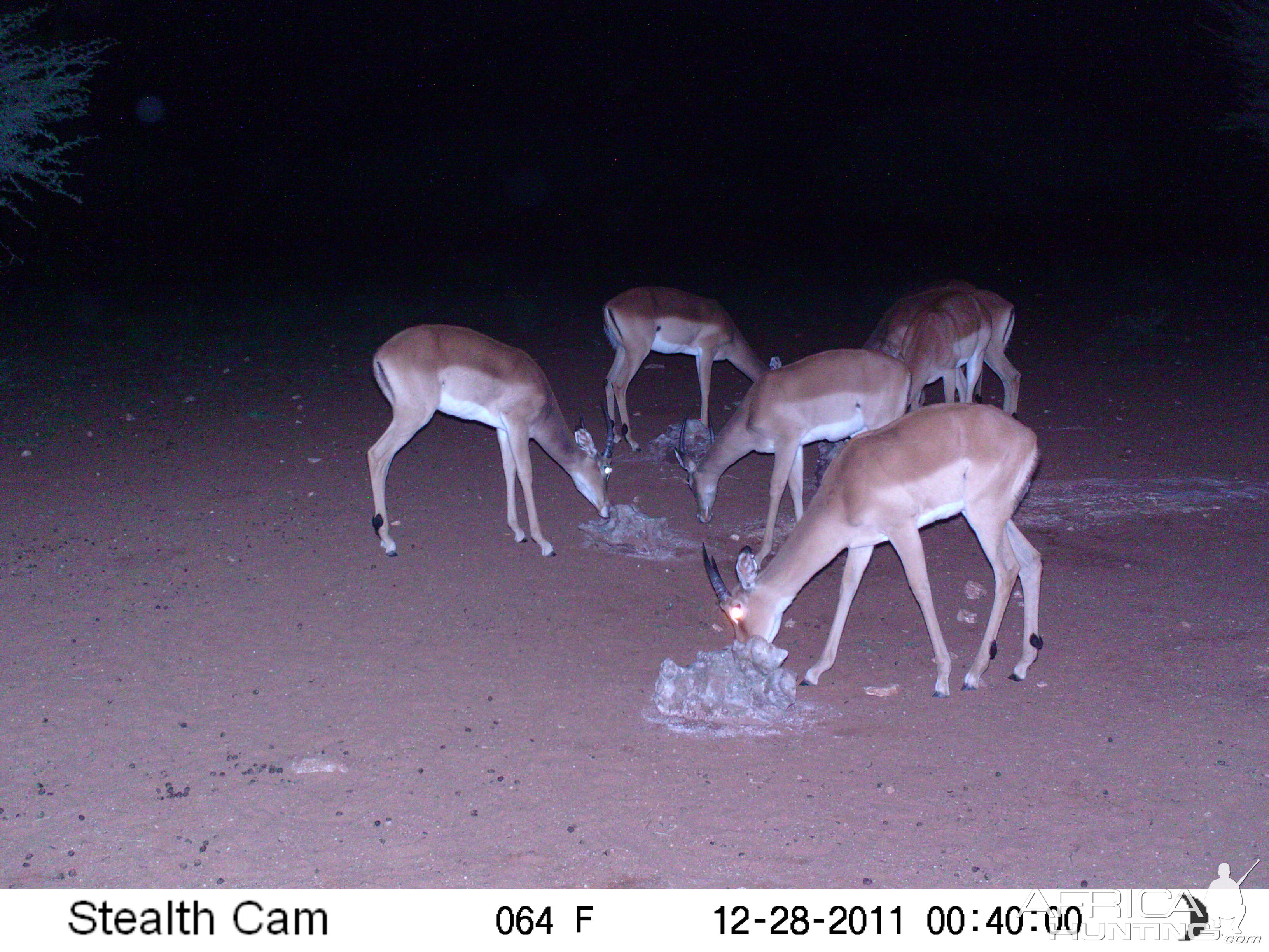 Trail Camera Namibia