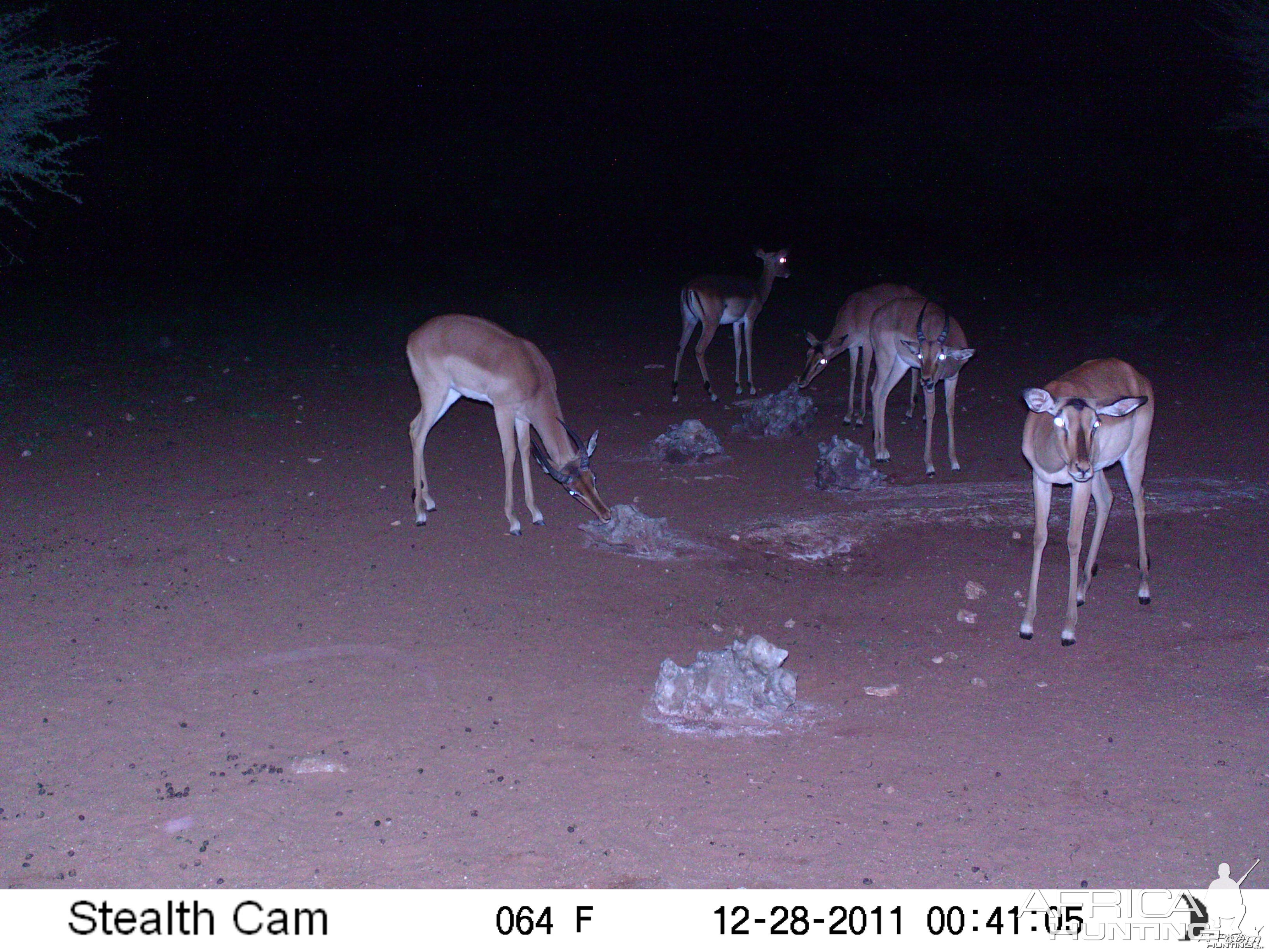 Trail Camera Namibia