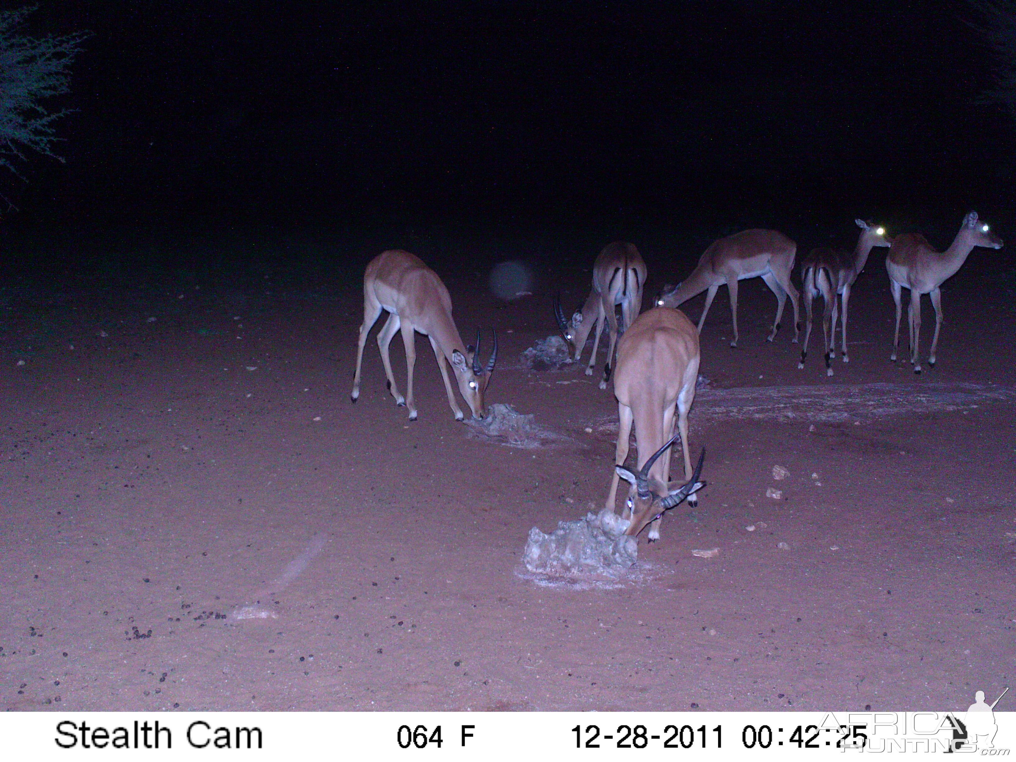 Trail Camera Namibia