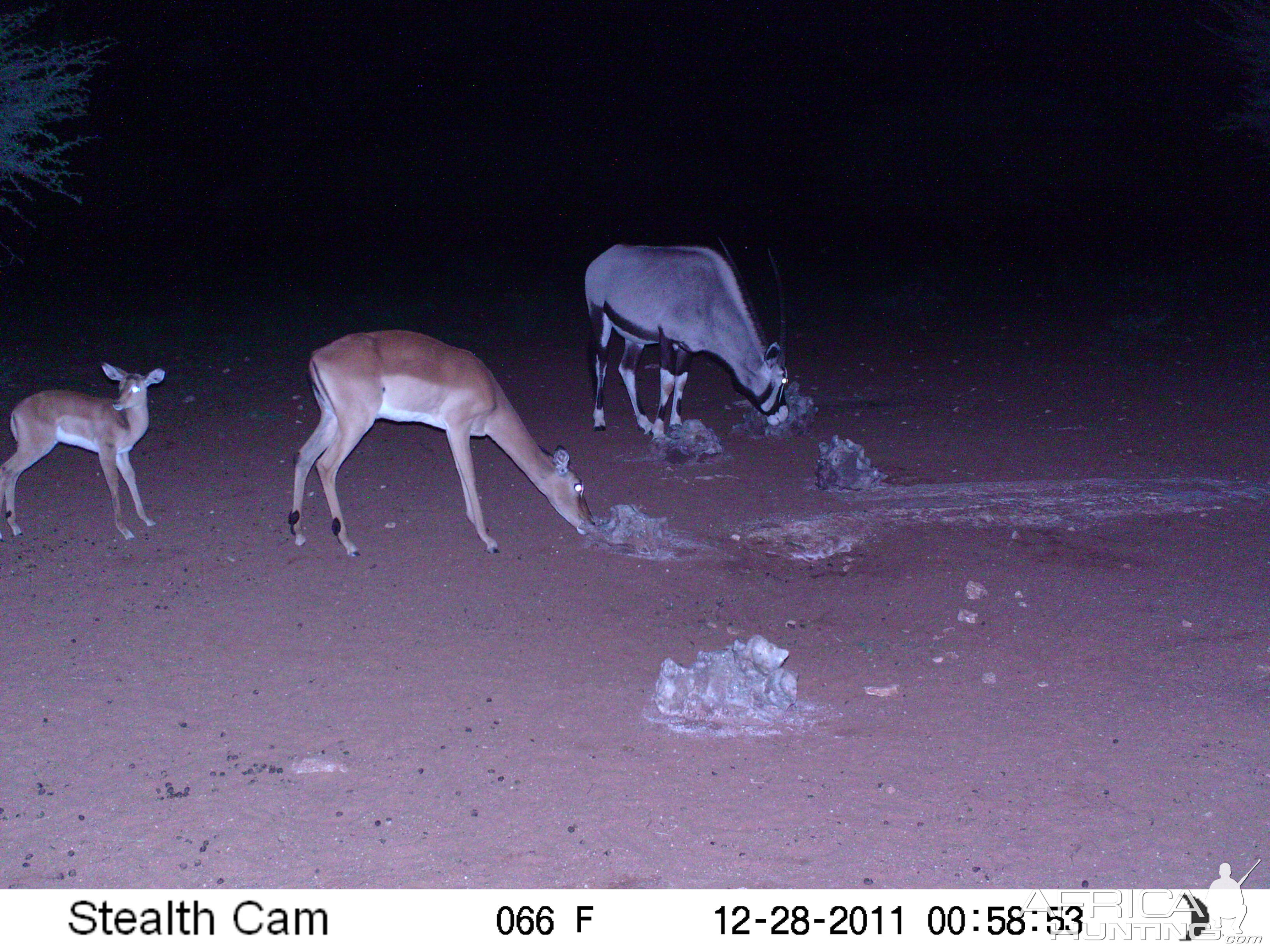 Trail Camera Namibia