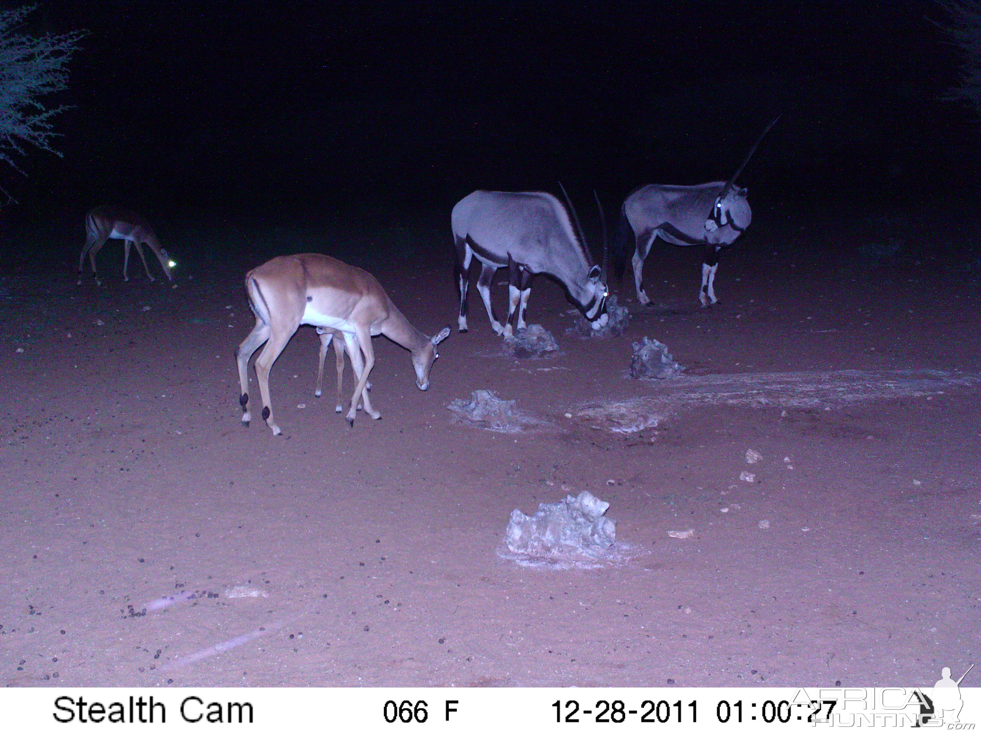 Trail Camera Namibia