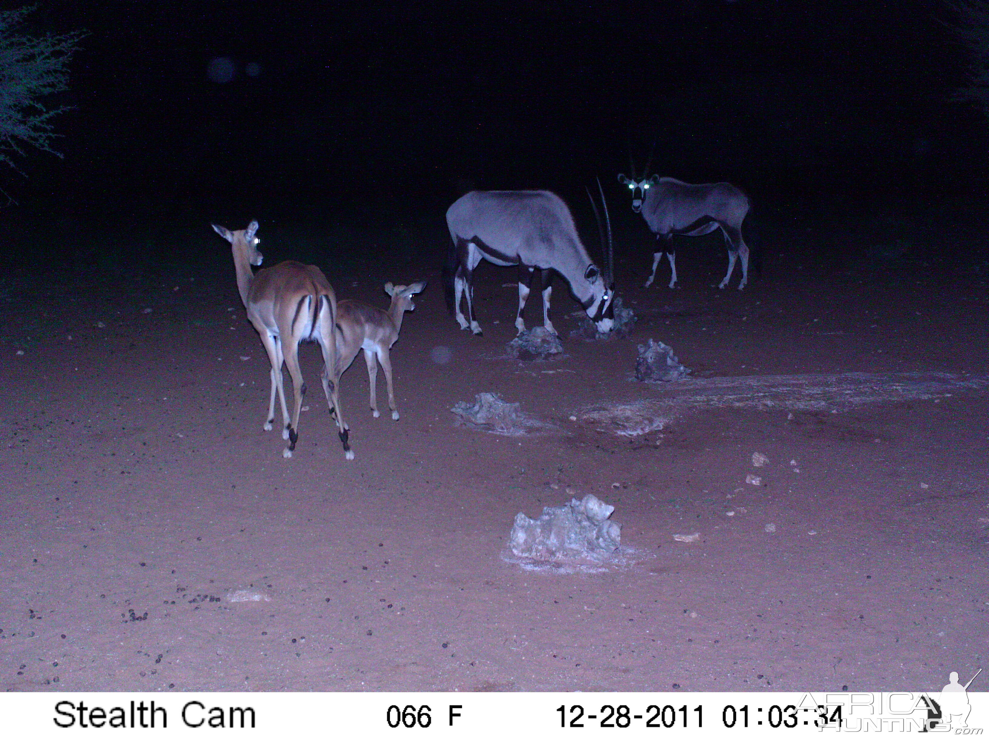 Trail Camera Namibia