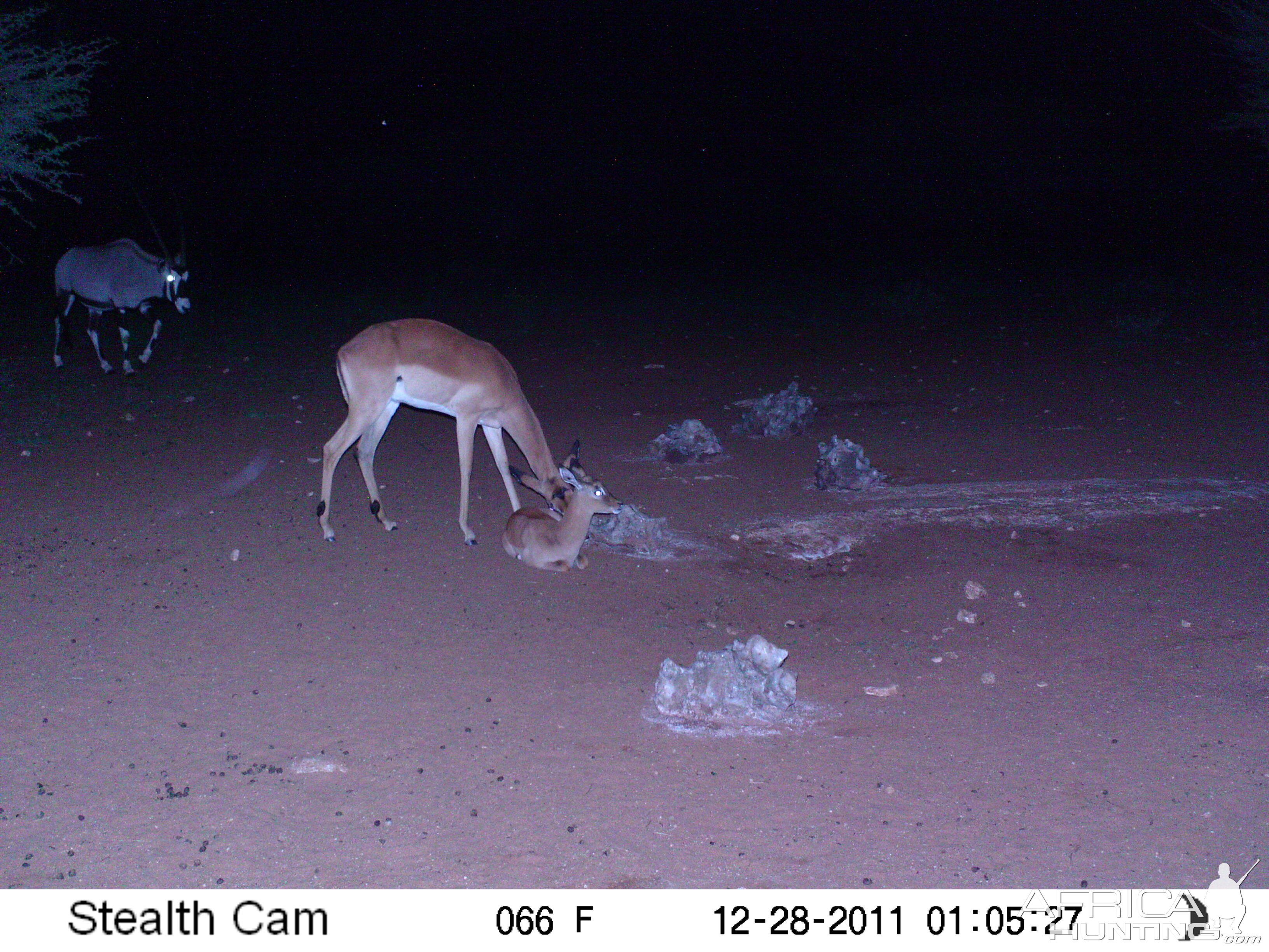 Trail Camera Namibia