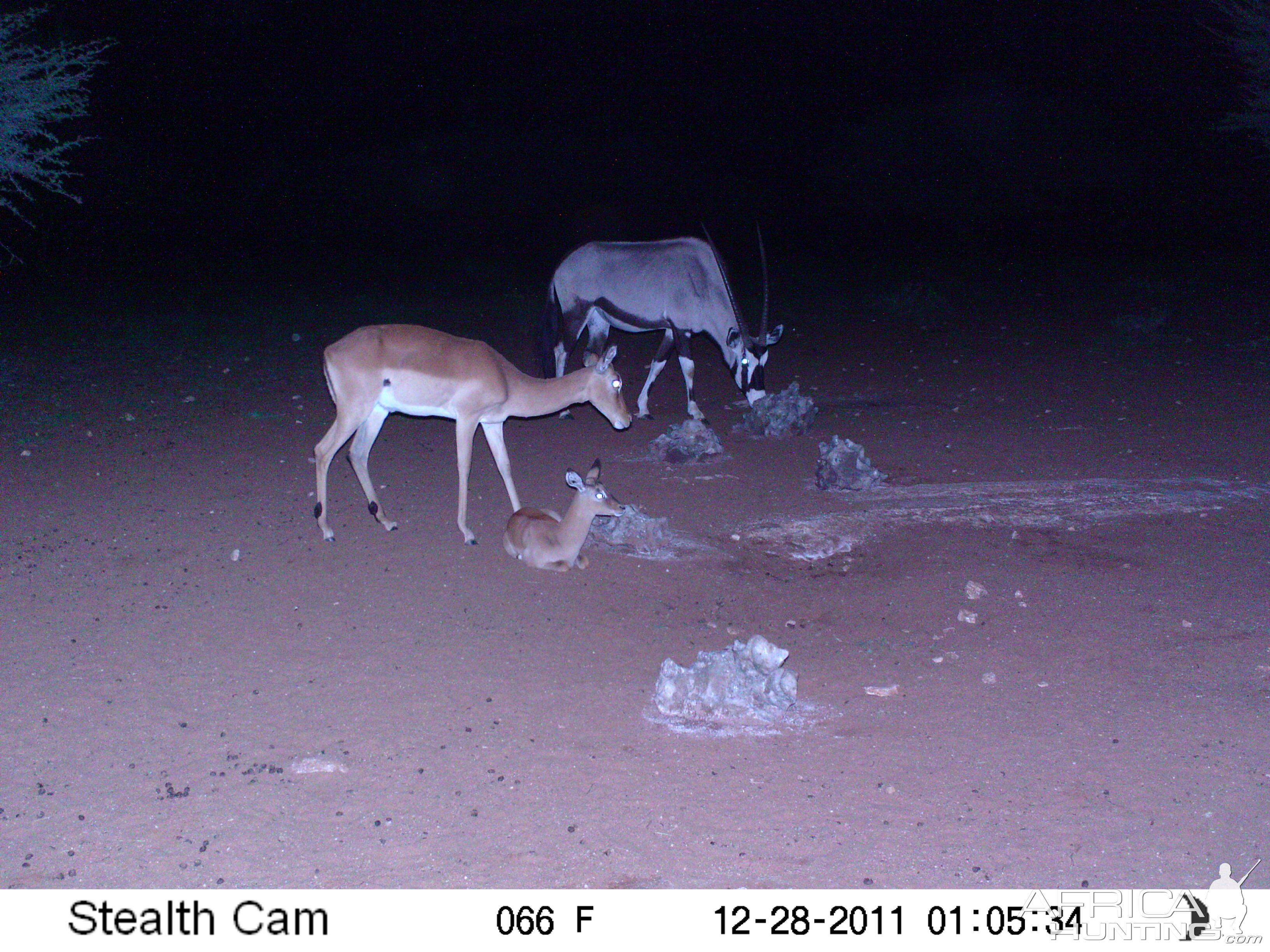 Trail Camera Namibia