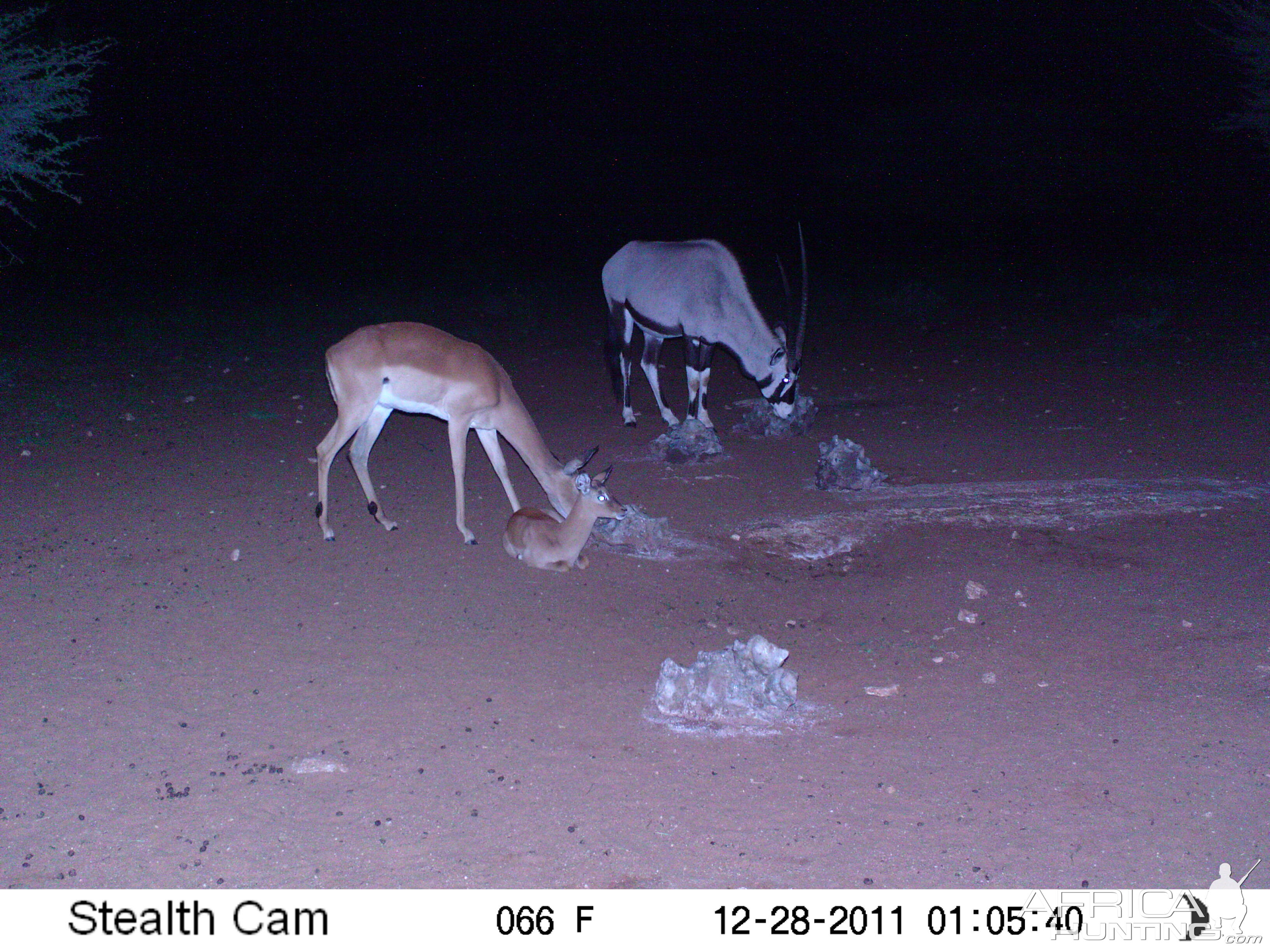 Trail Camera Namibia