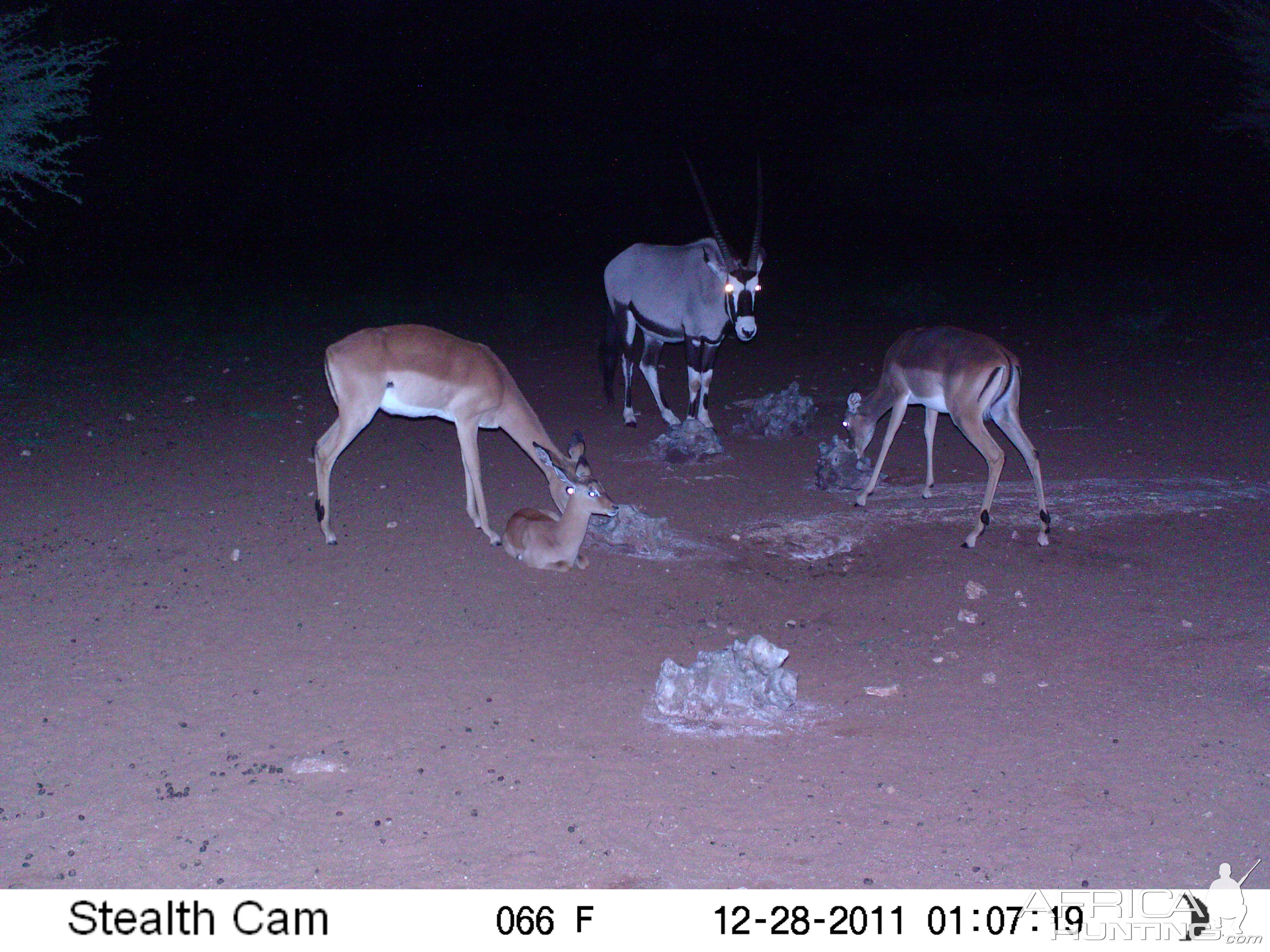 Trail Camera Namibia