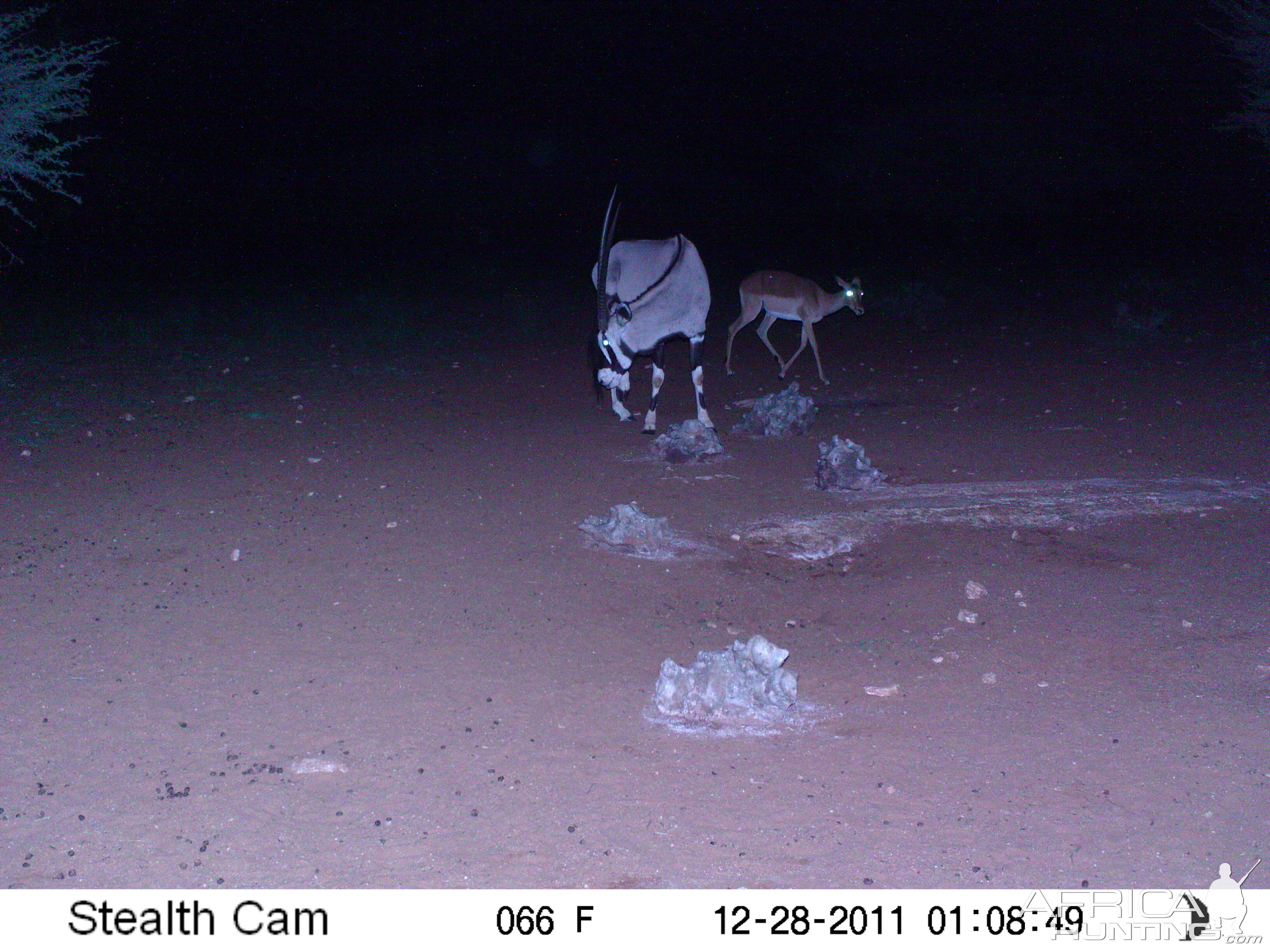 Trail Camera Namibia