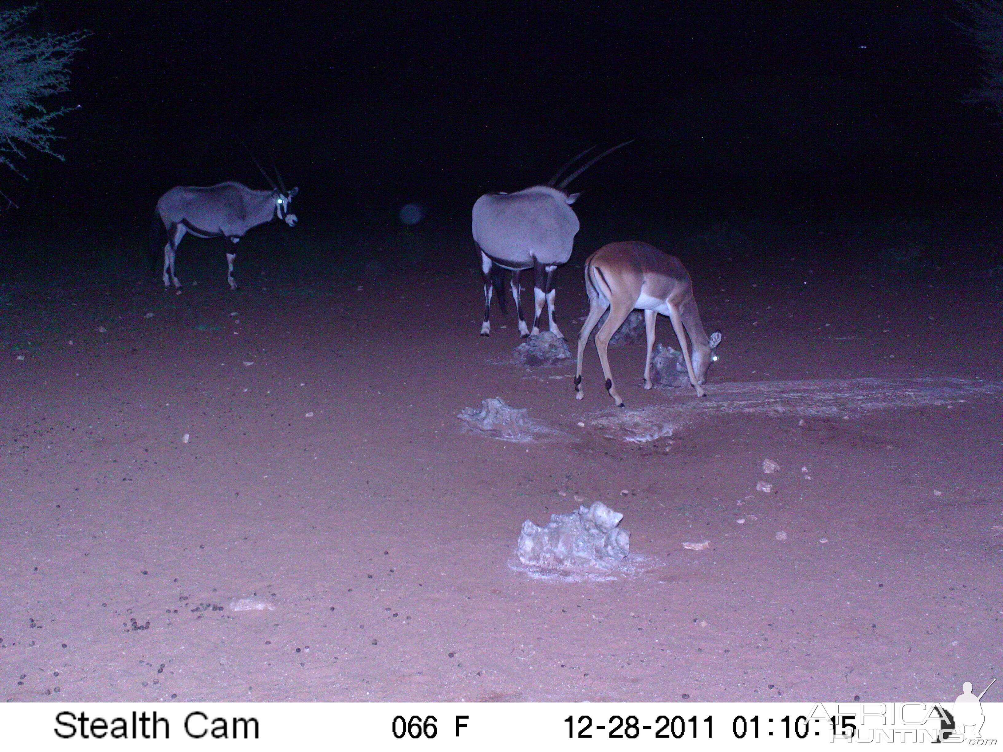 Trail Camera Namibia