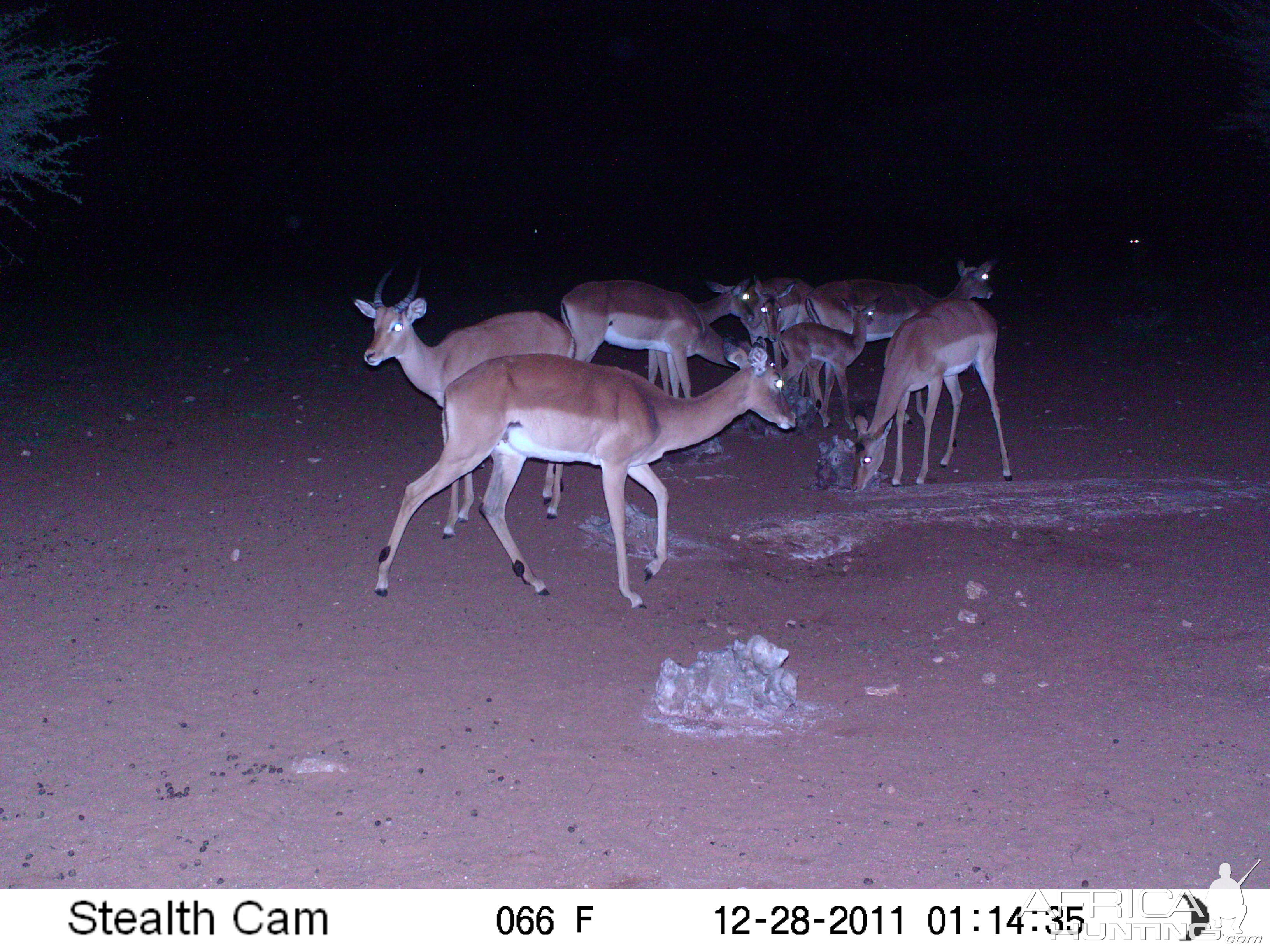 Trail Camera Namibia