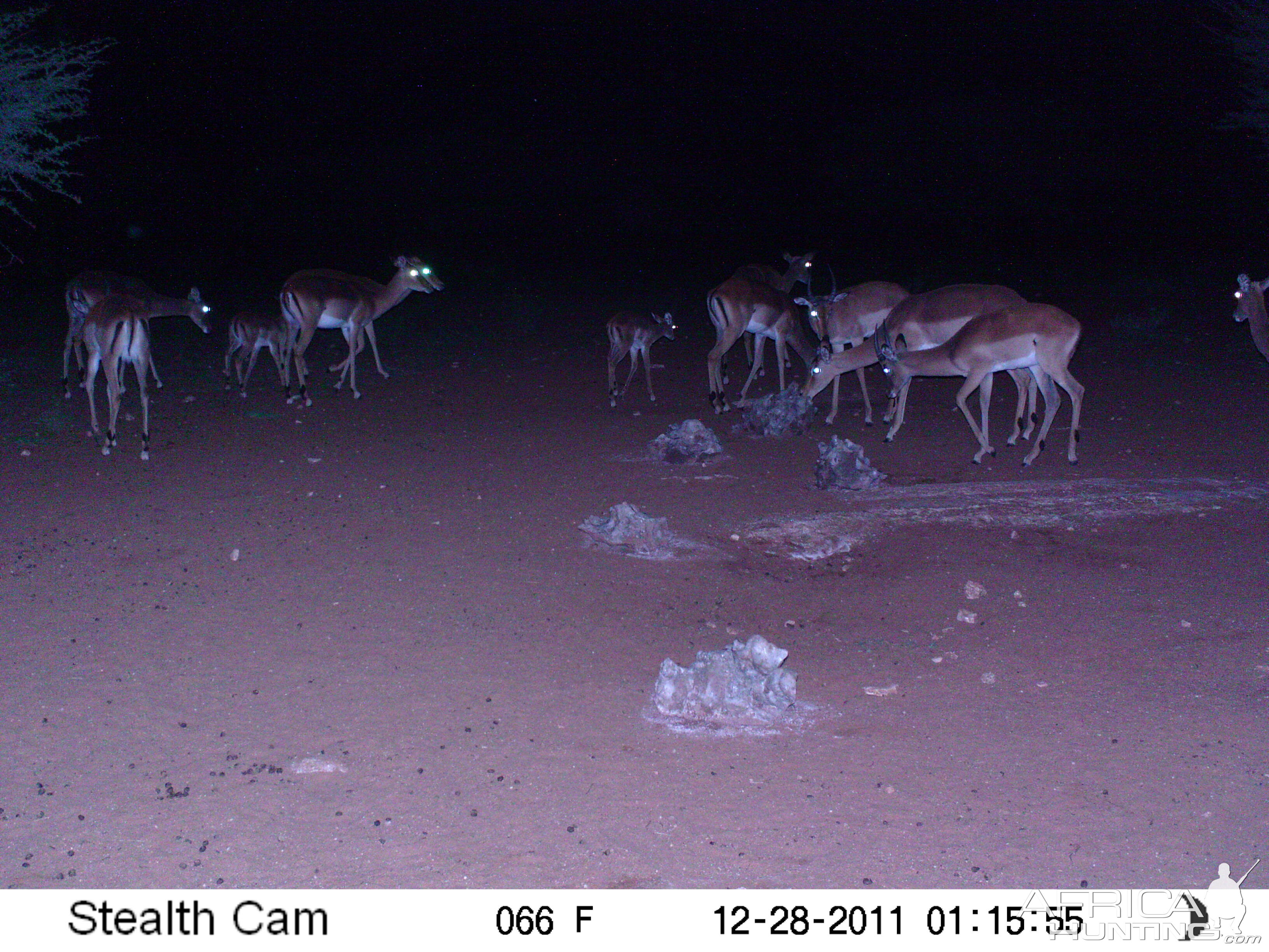 Trail Camera Namibia