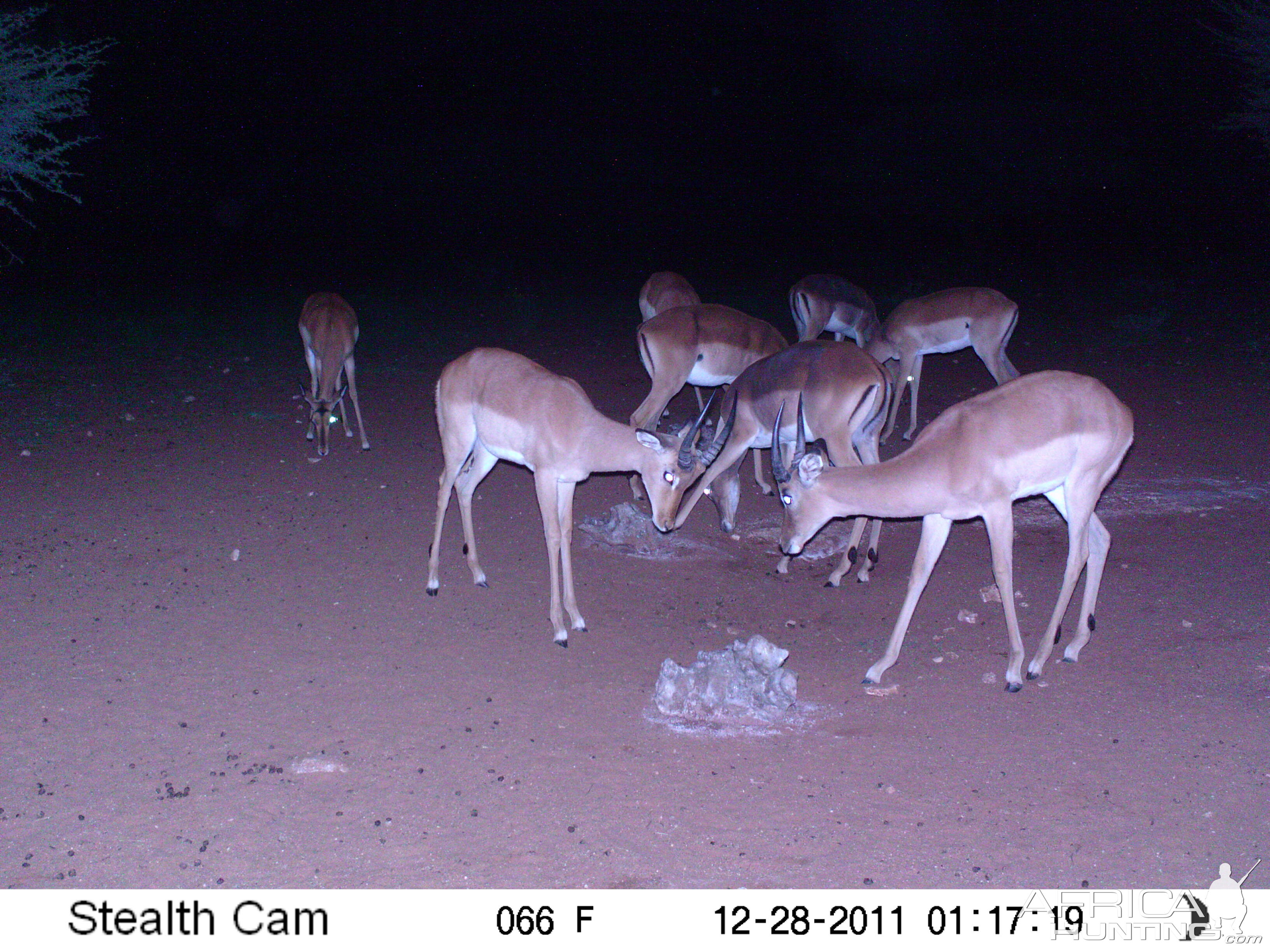 Trail Camera Namibia