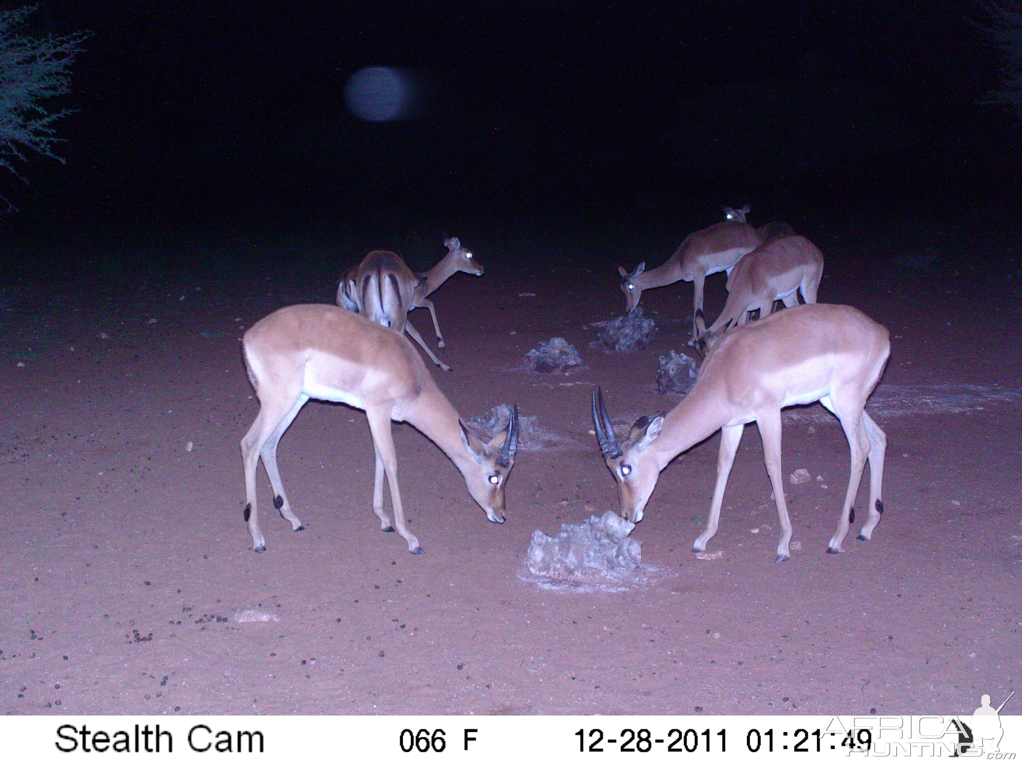 Trail Camera Namibia