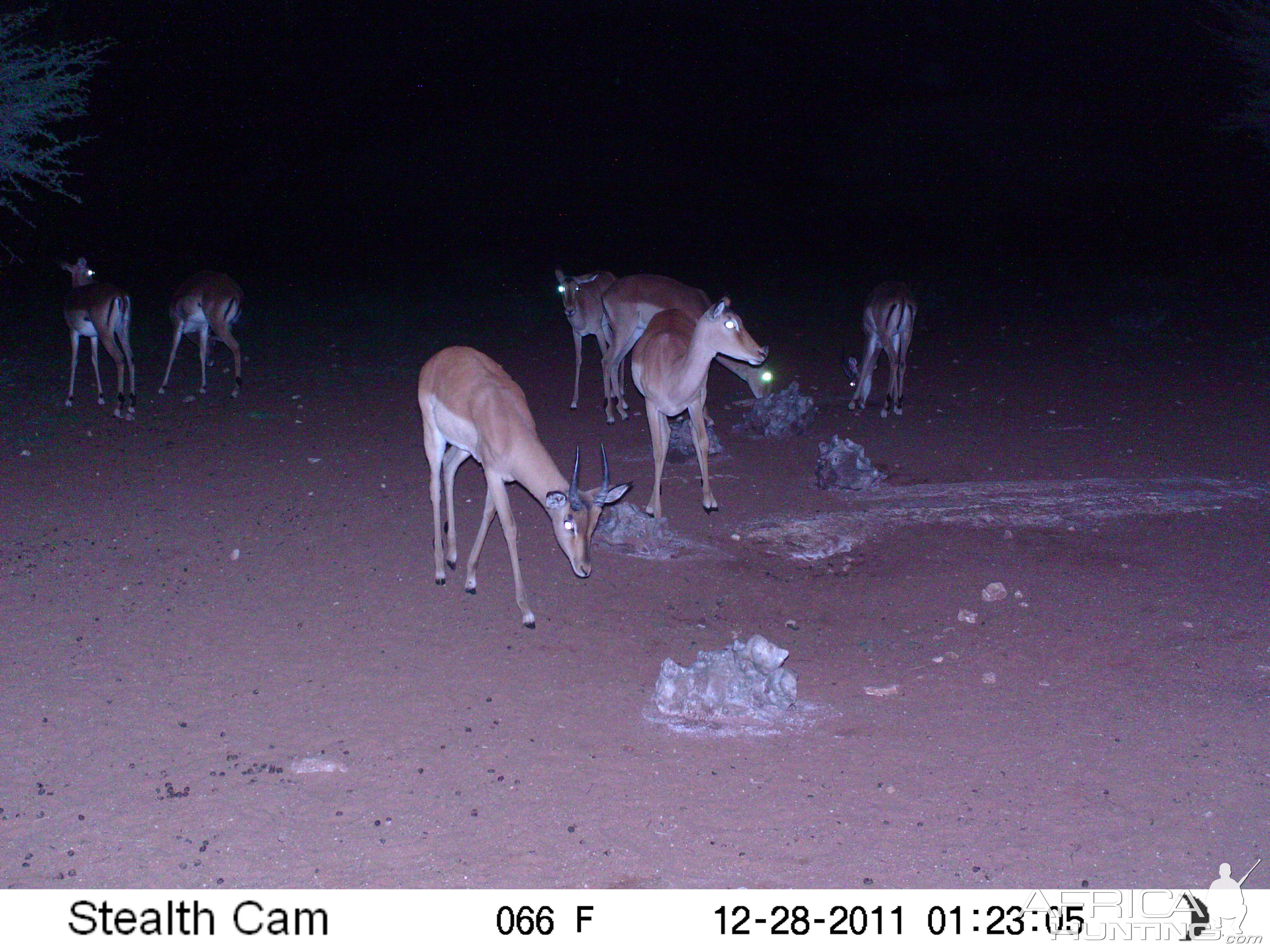 Trail Camera Namibia