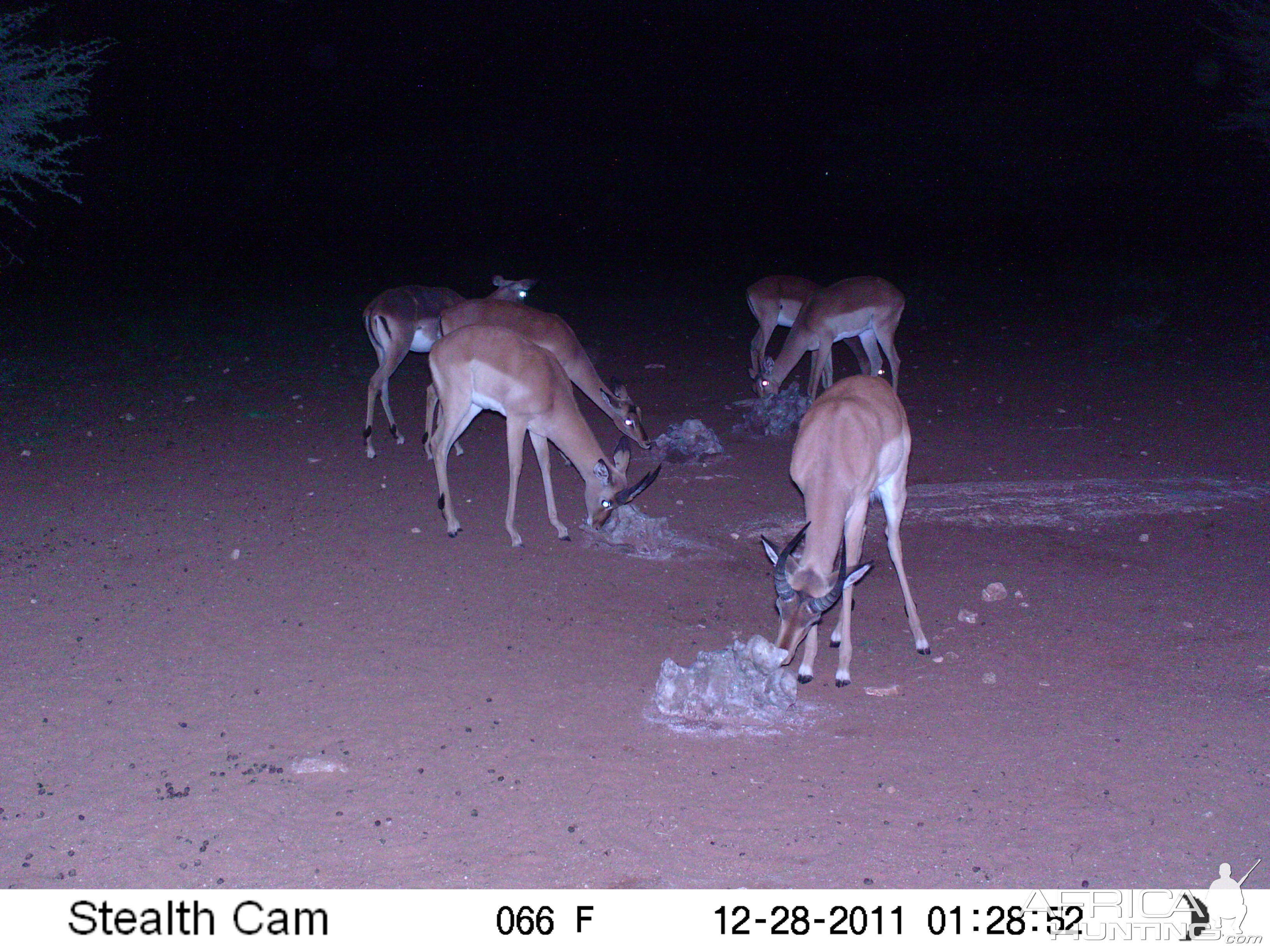 Trail Camera Namibia