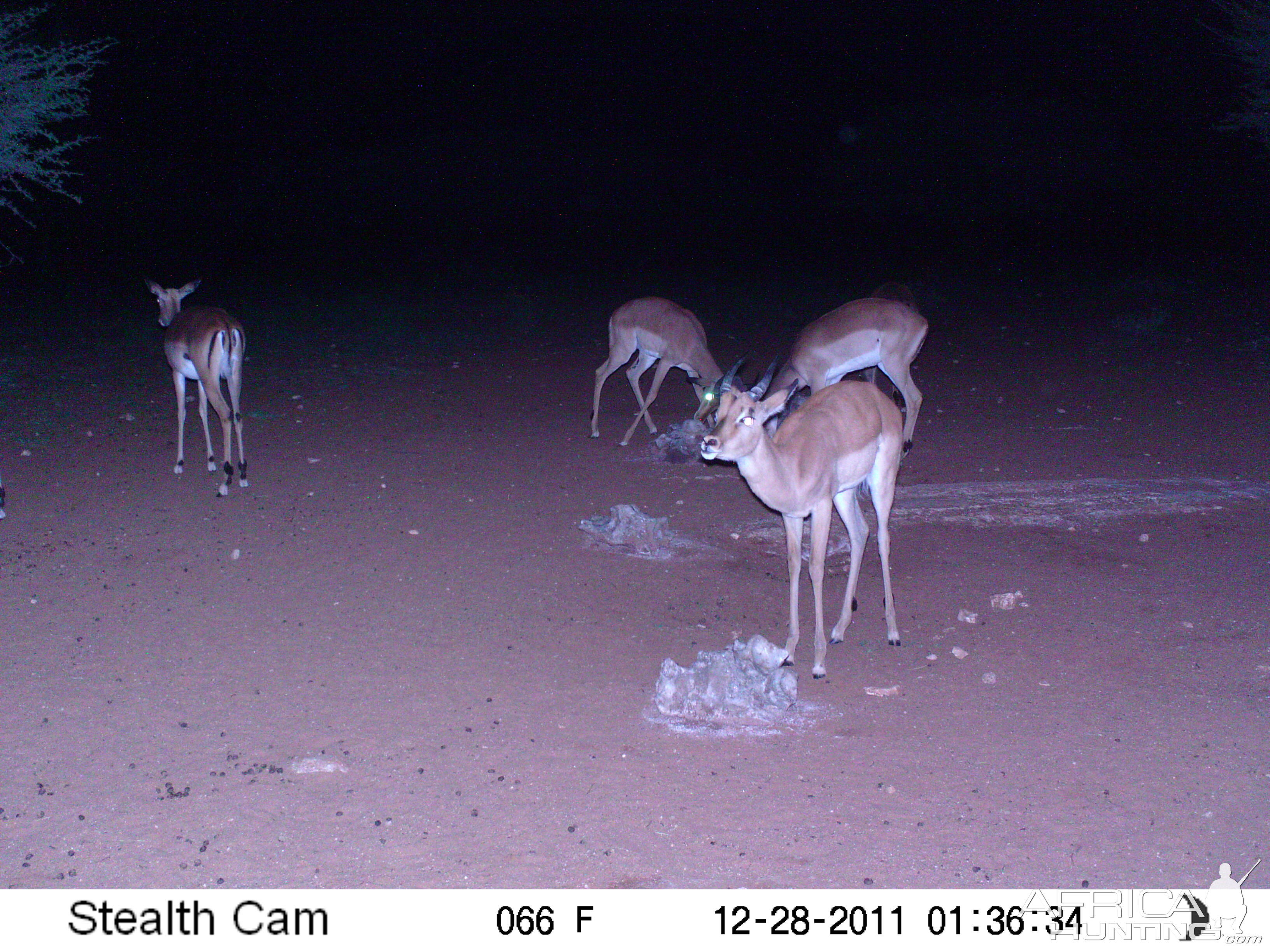 Trail Camera Namibia