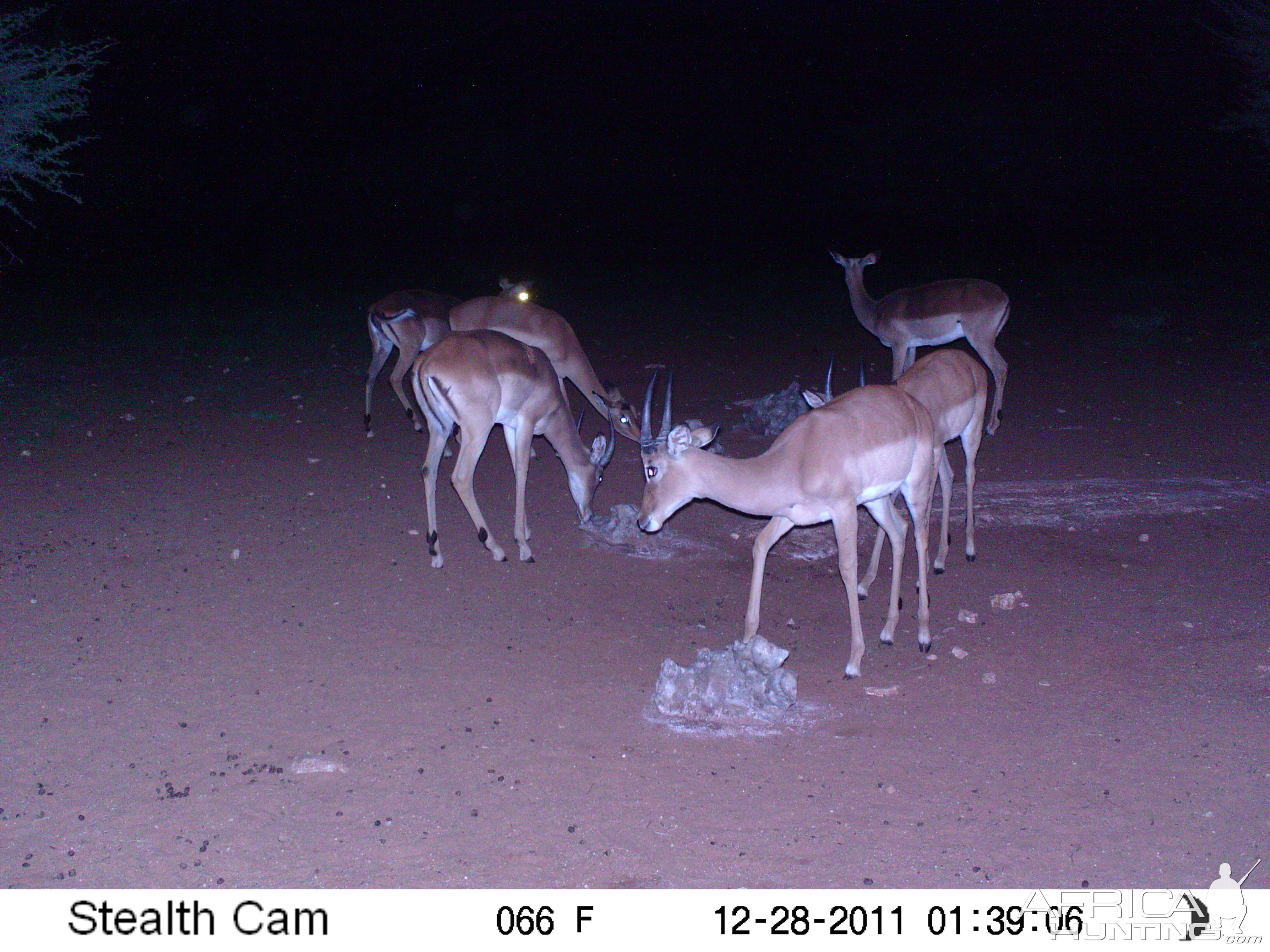 Trail Camera Namibia