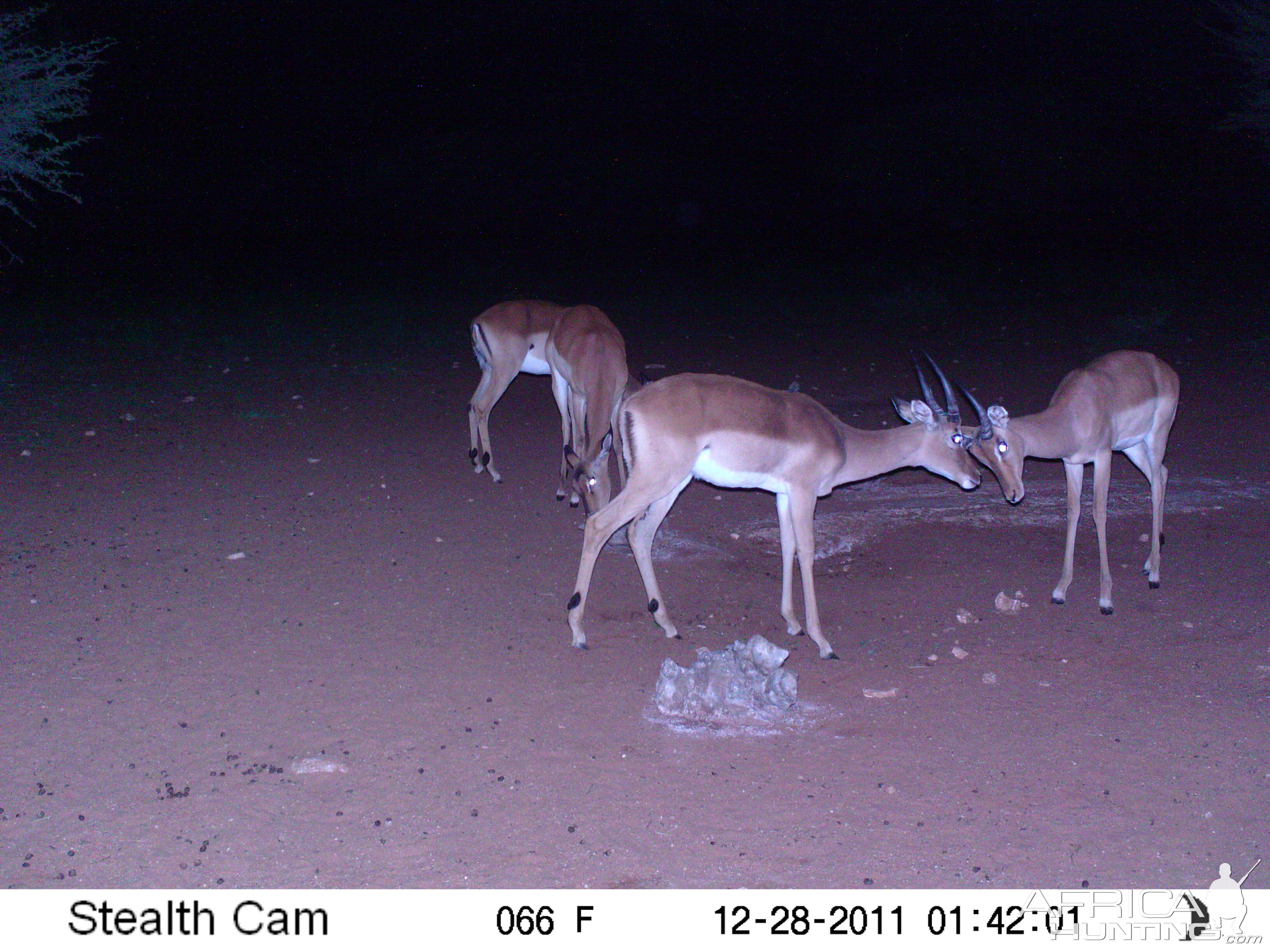 Trail Camera Namibia