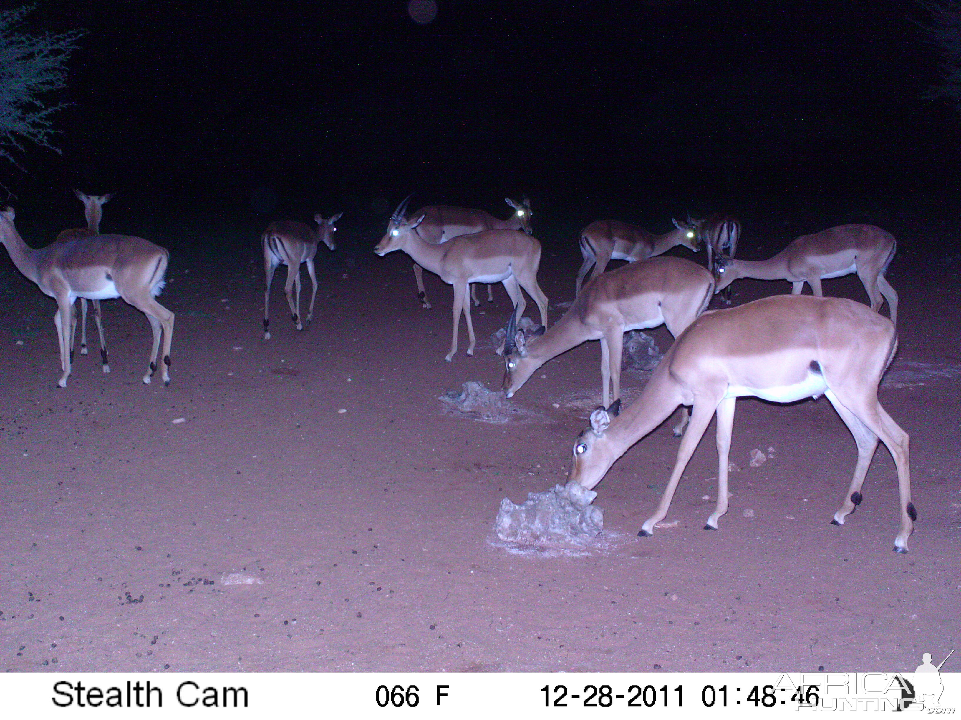 Trail Camera Namibia