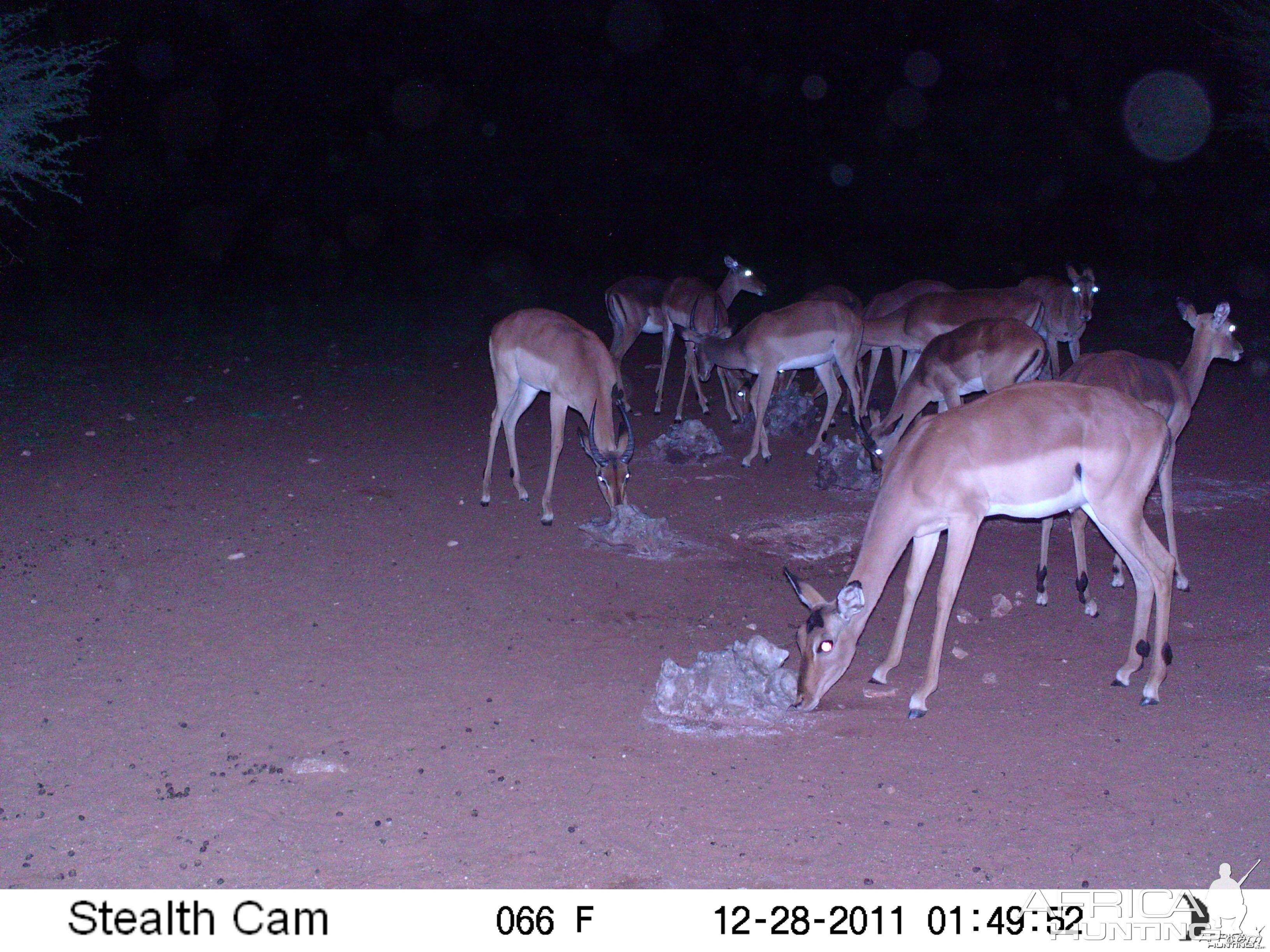 Trail Camera Namibia