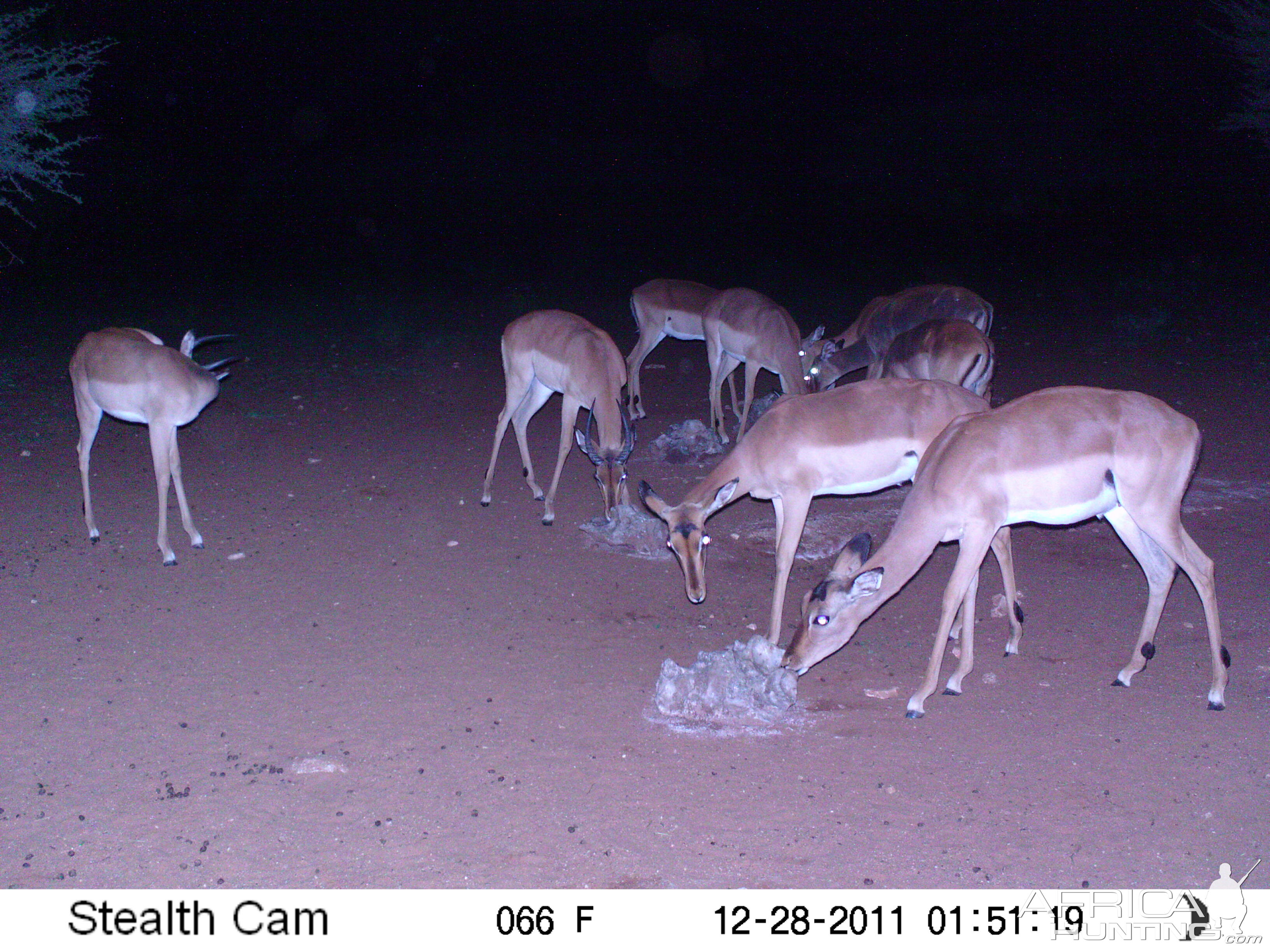 Trail Camera Namibia