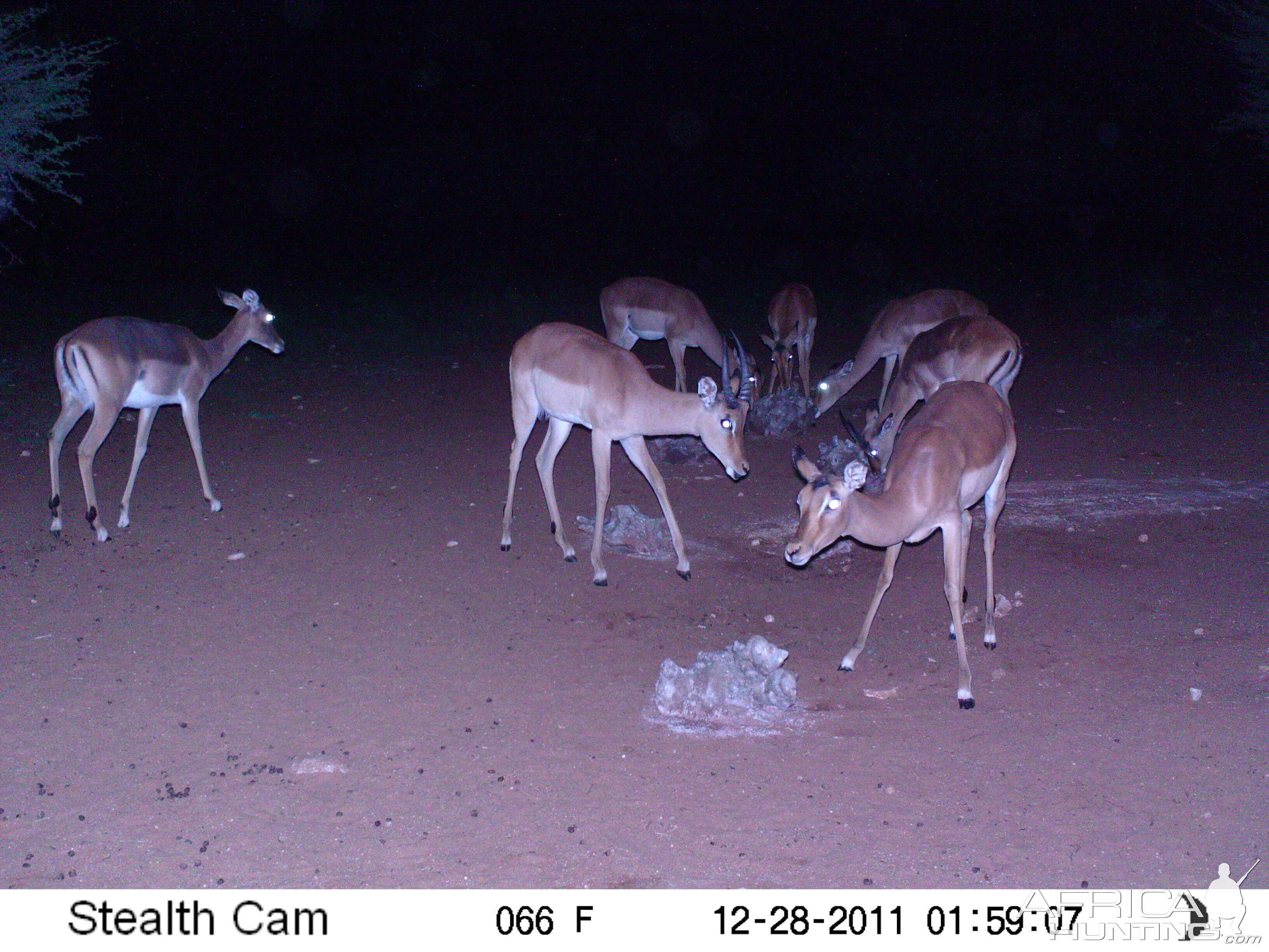 Trail Camera Namibia