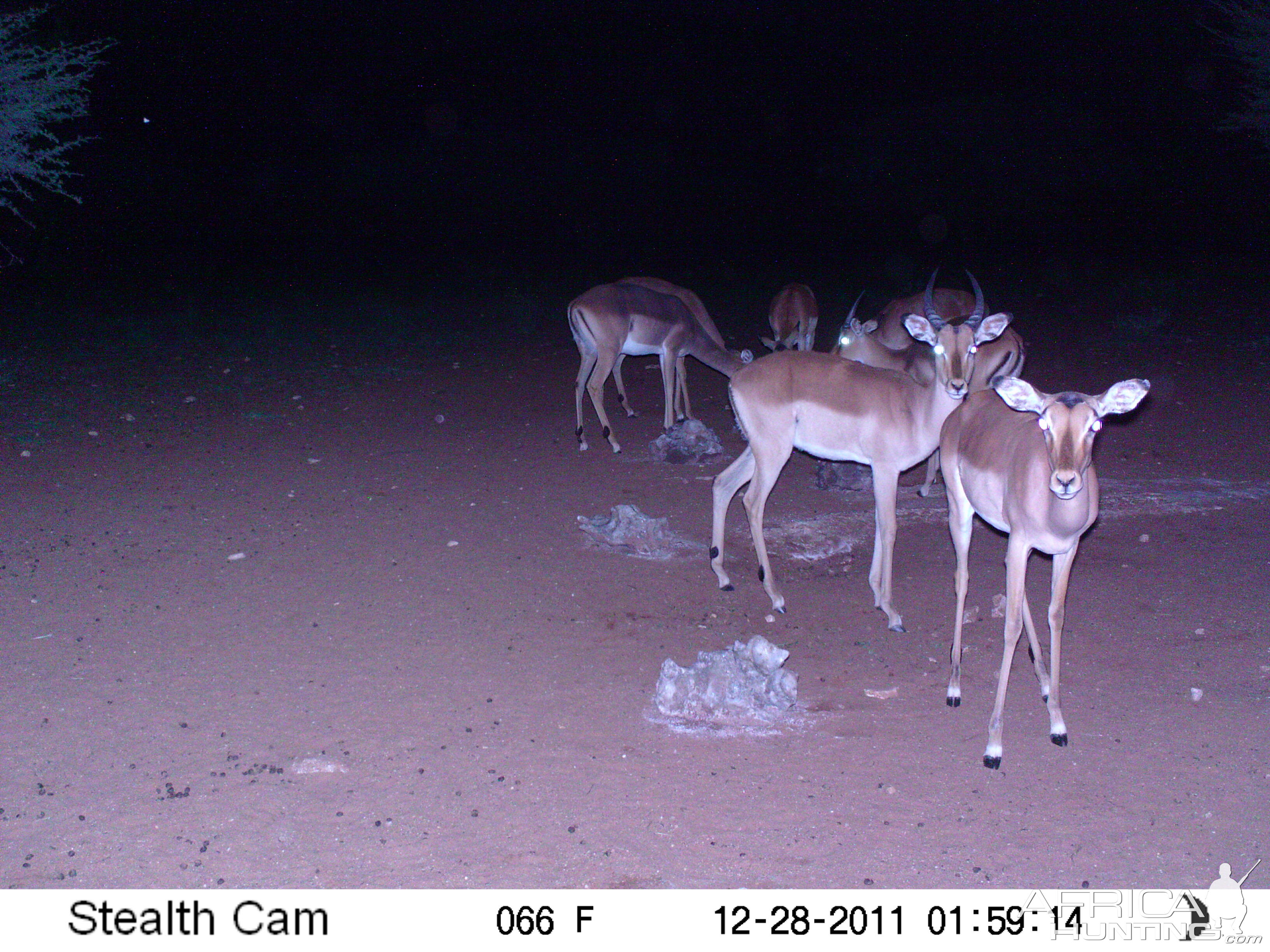 Trail Camera Namibia