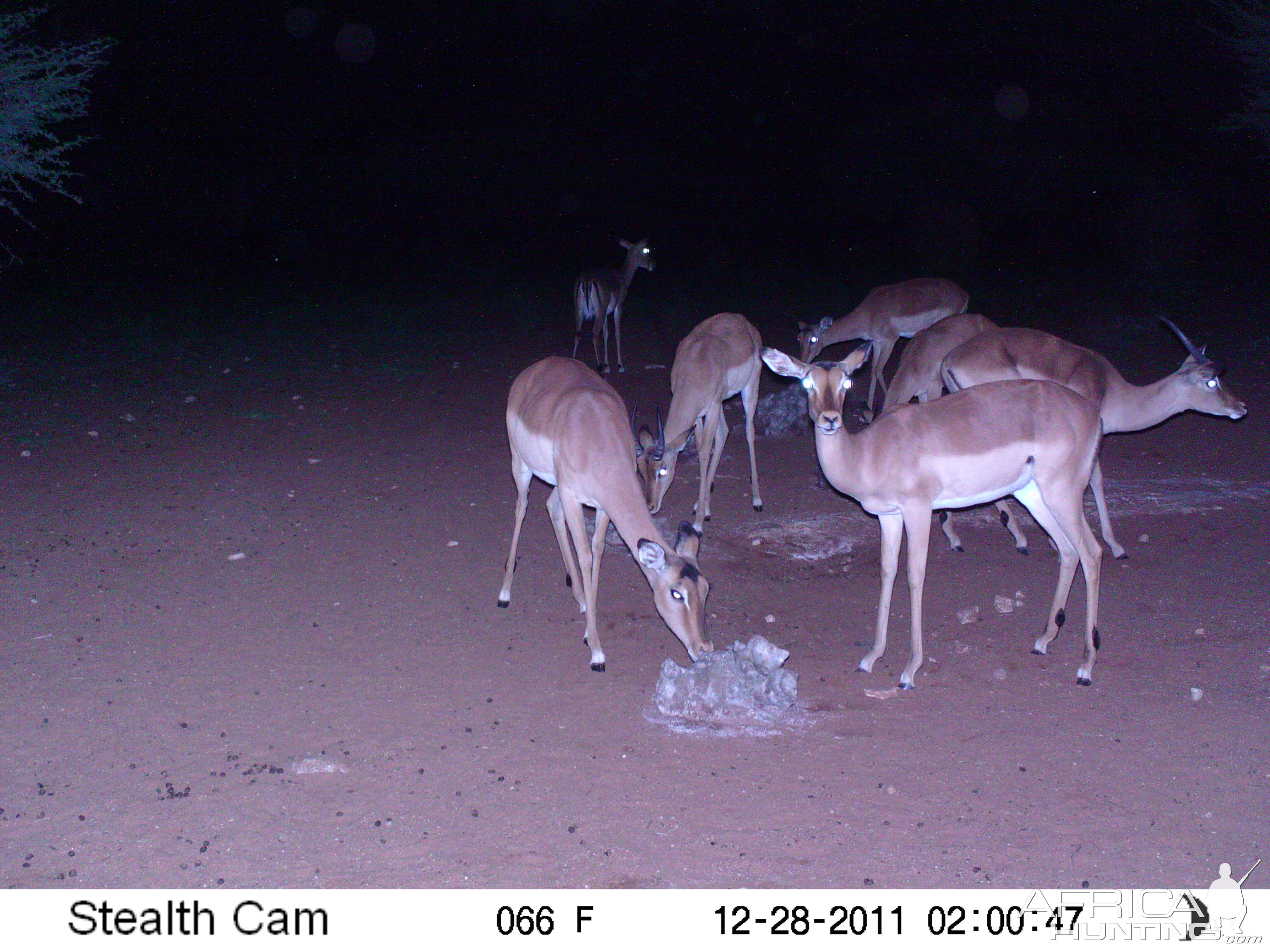 Trail Camera Namibia