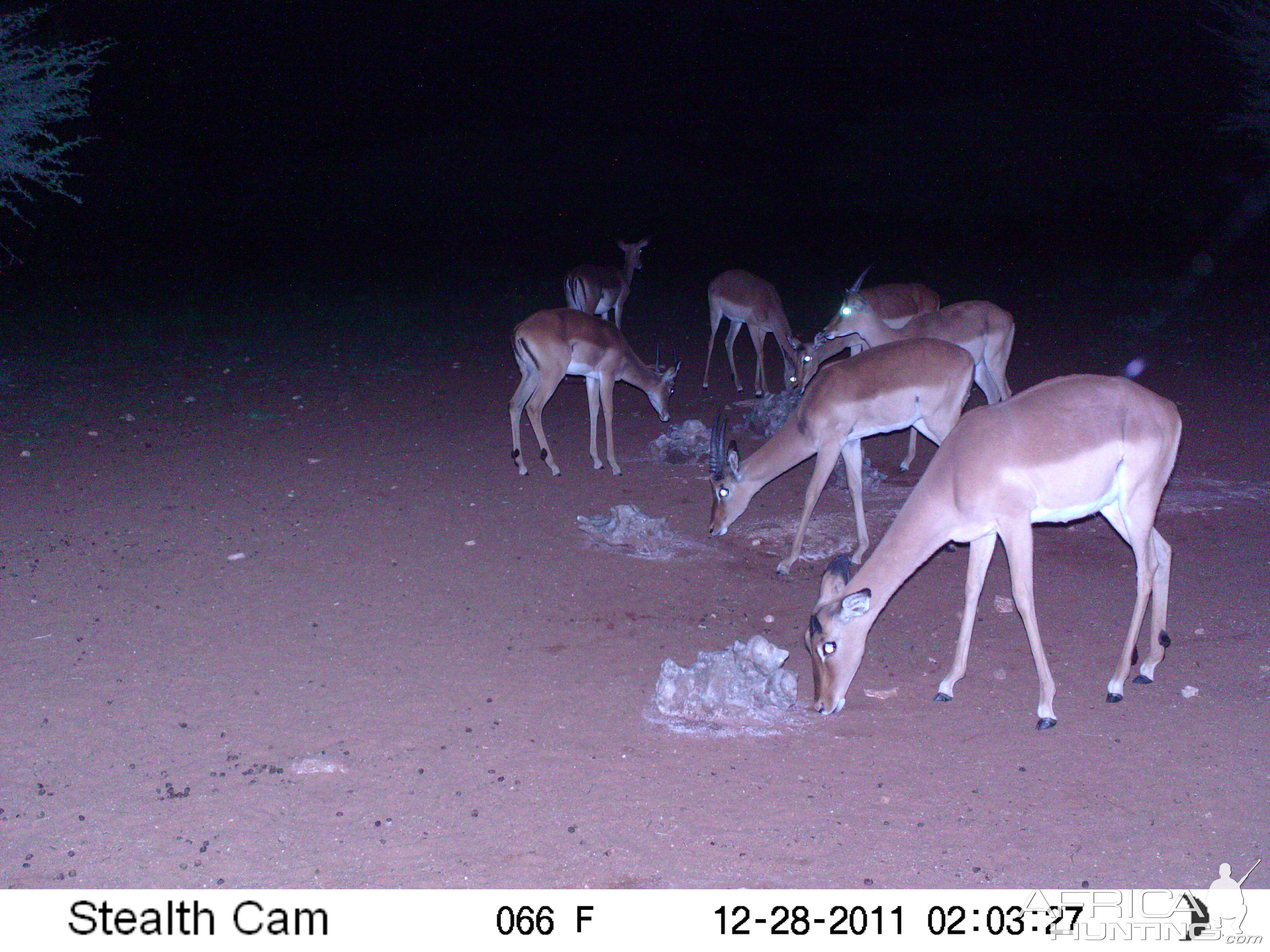 Trail Camera Namibia