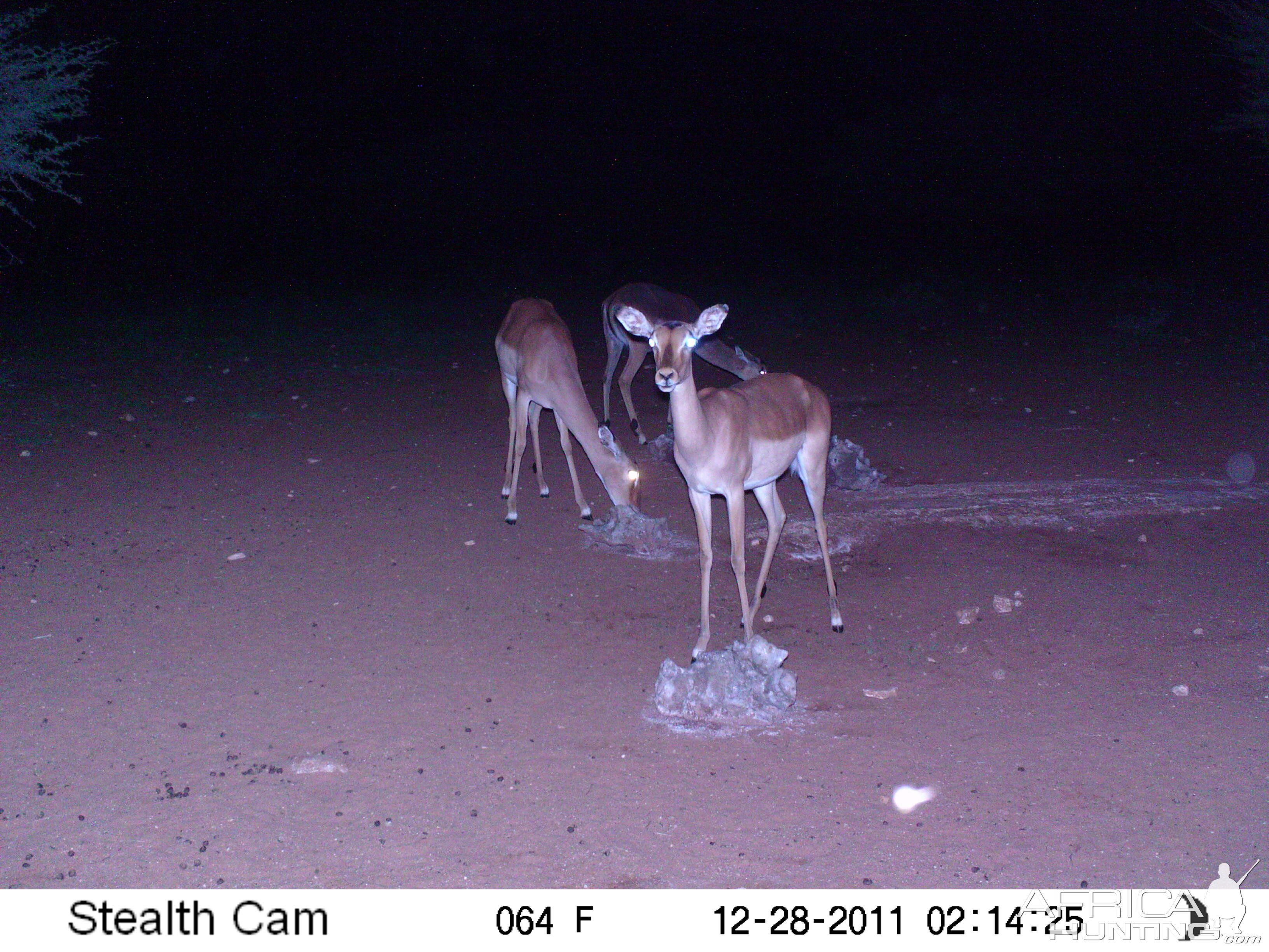 Trail Camera Namibia