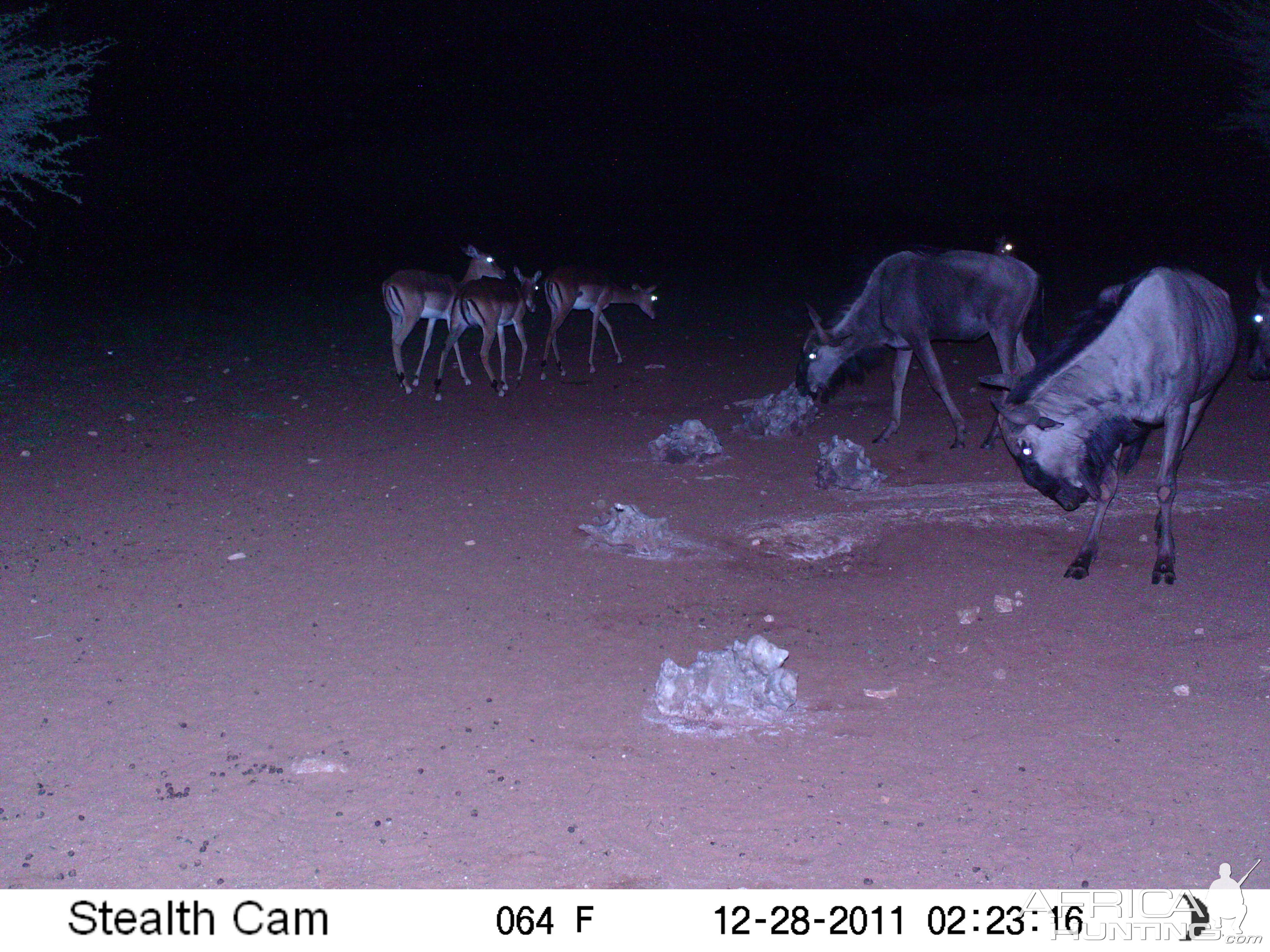 Trail Camera Namibia