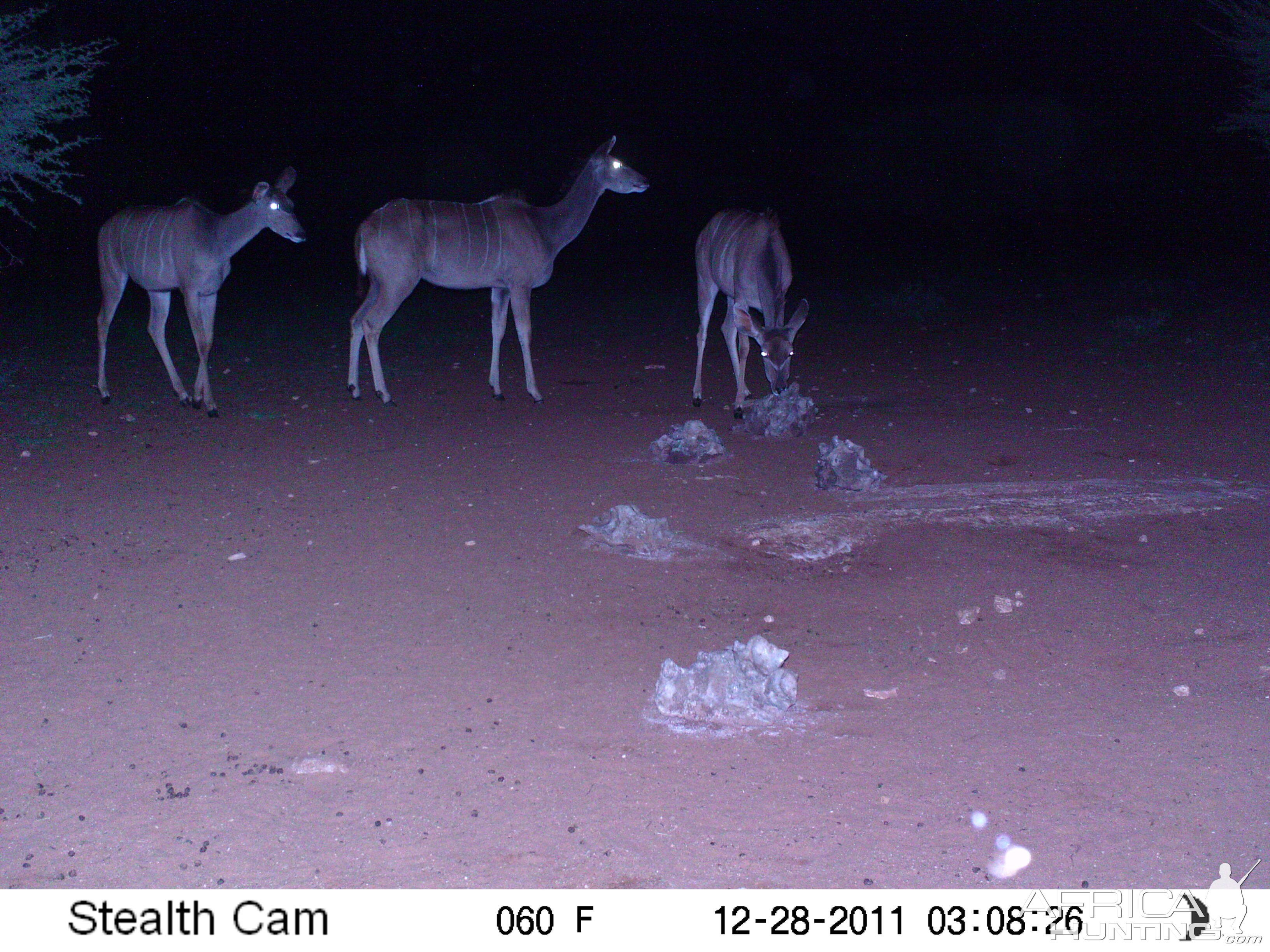 Trail Camera Namibia