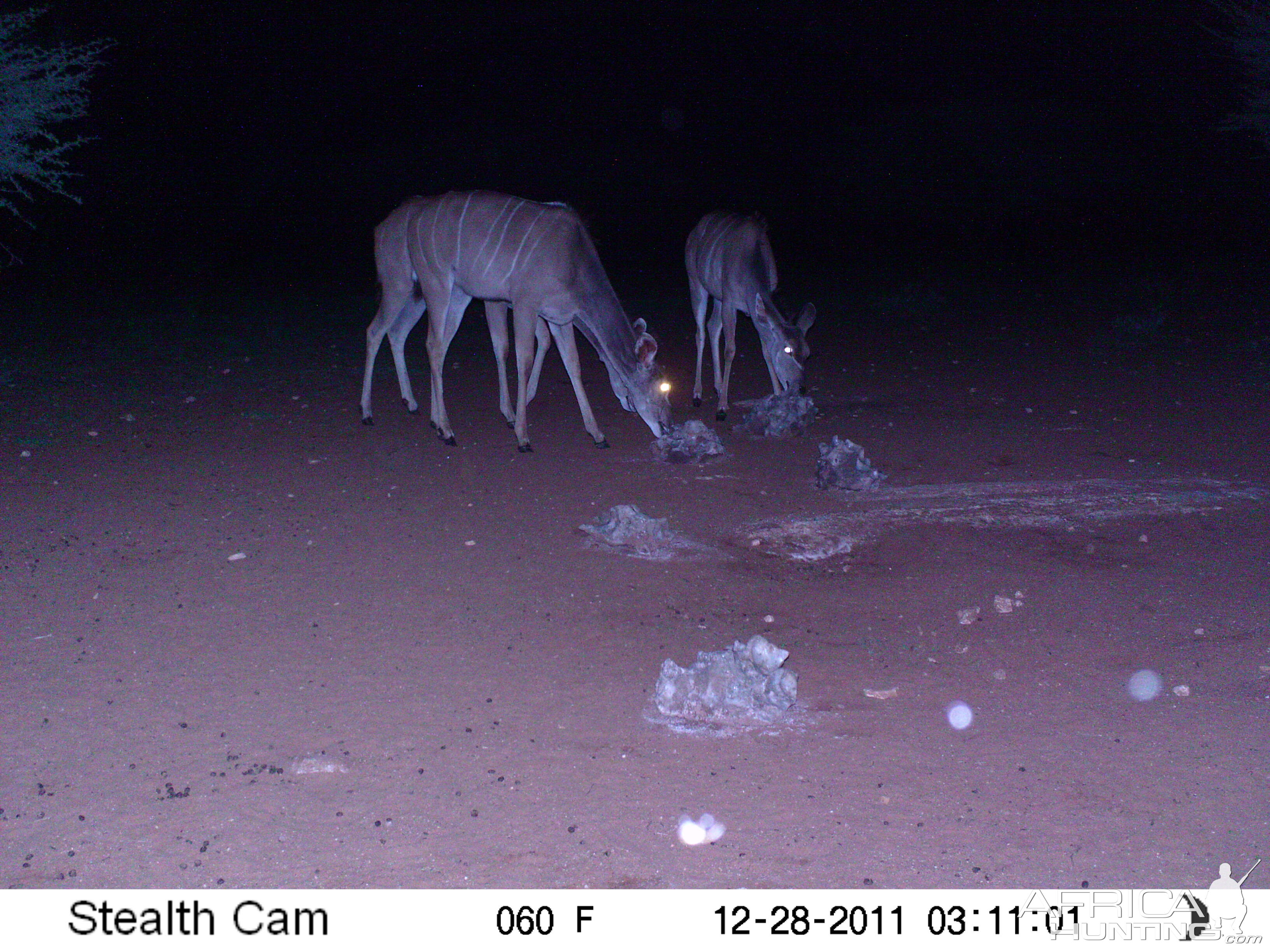 Trail Camera Namibia