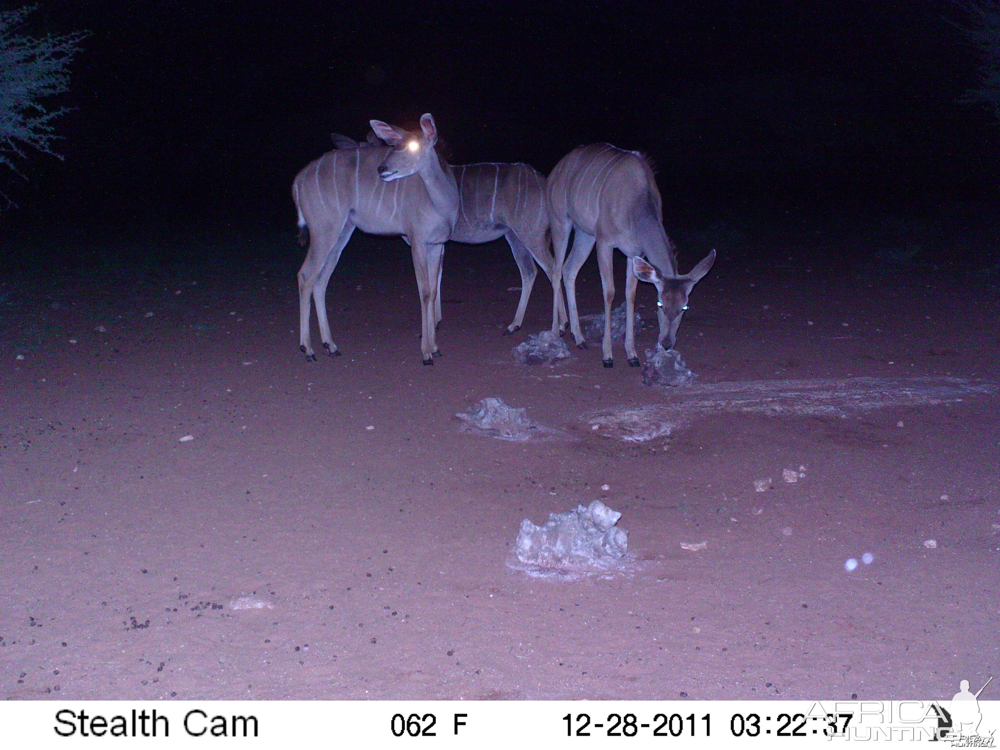 Trail Camera Namibia