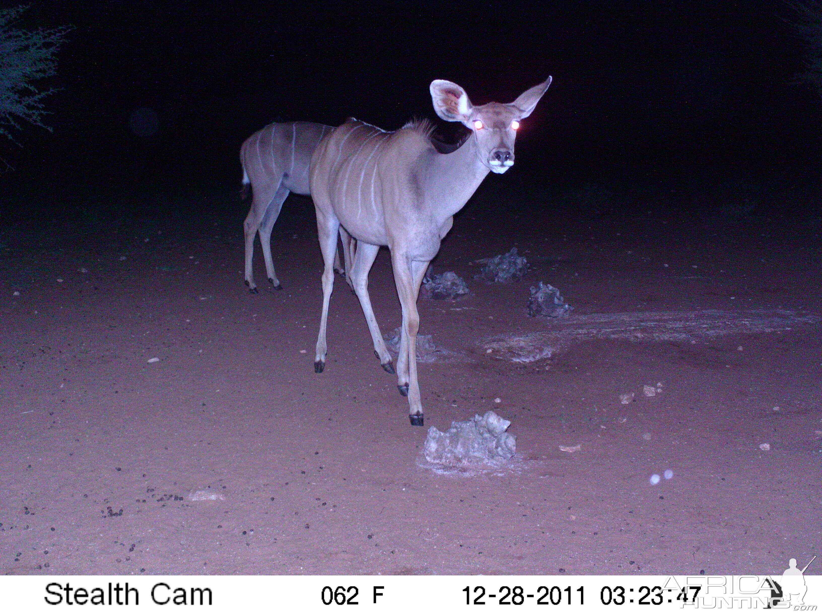 Trail Camera Namibia