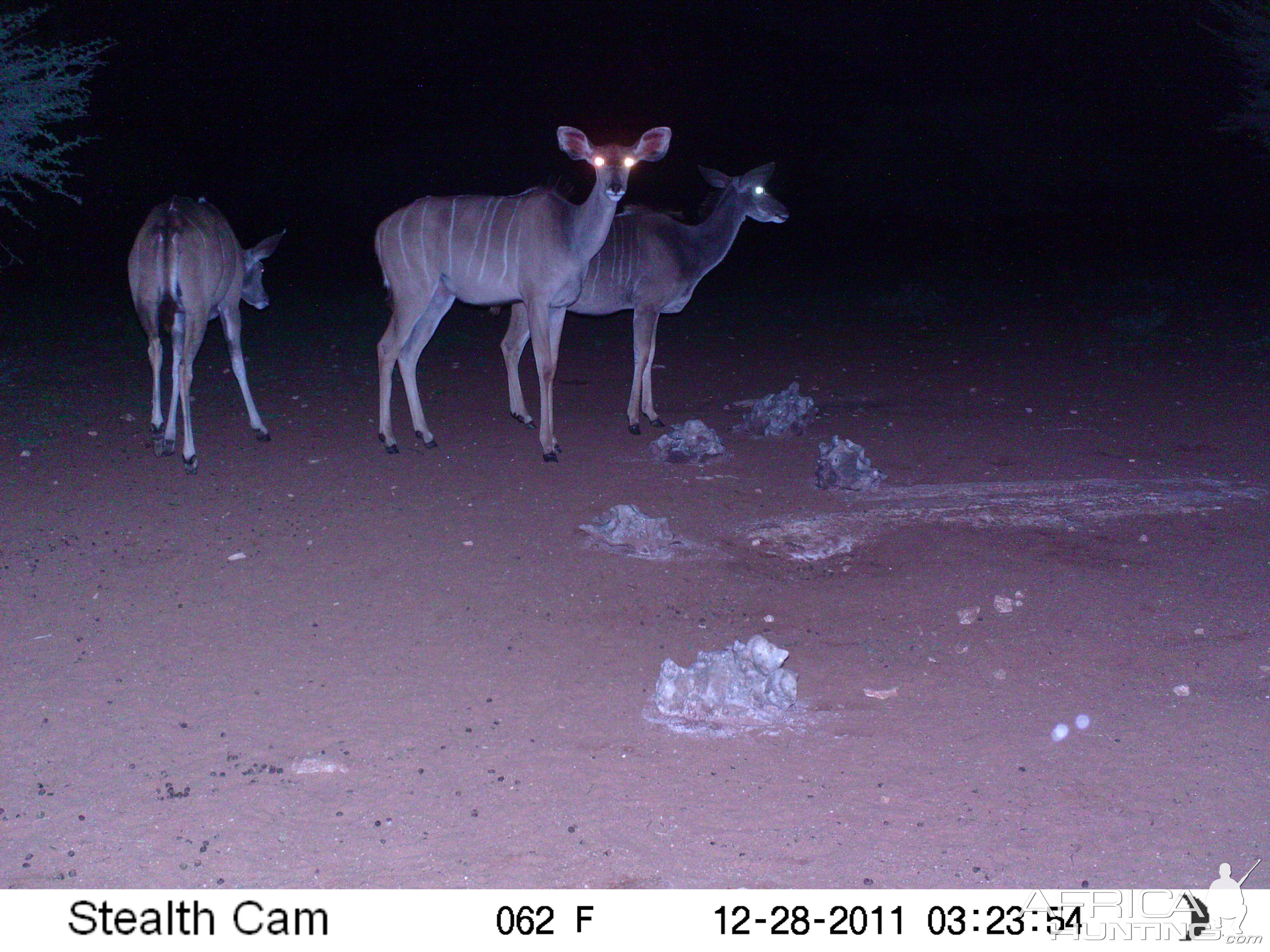 Trail Camera Namibia