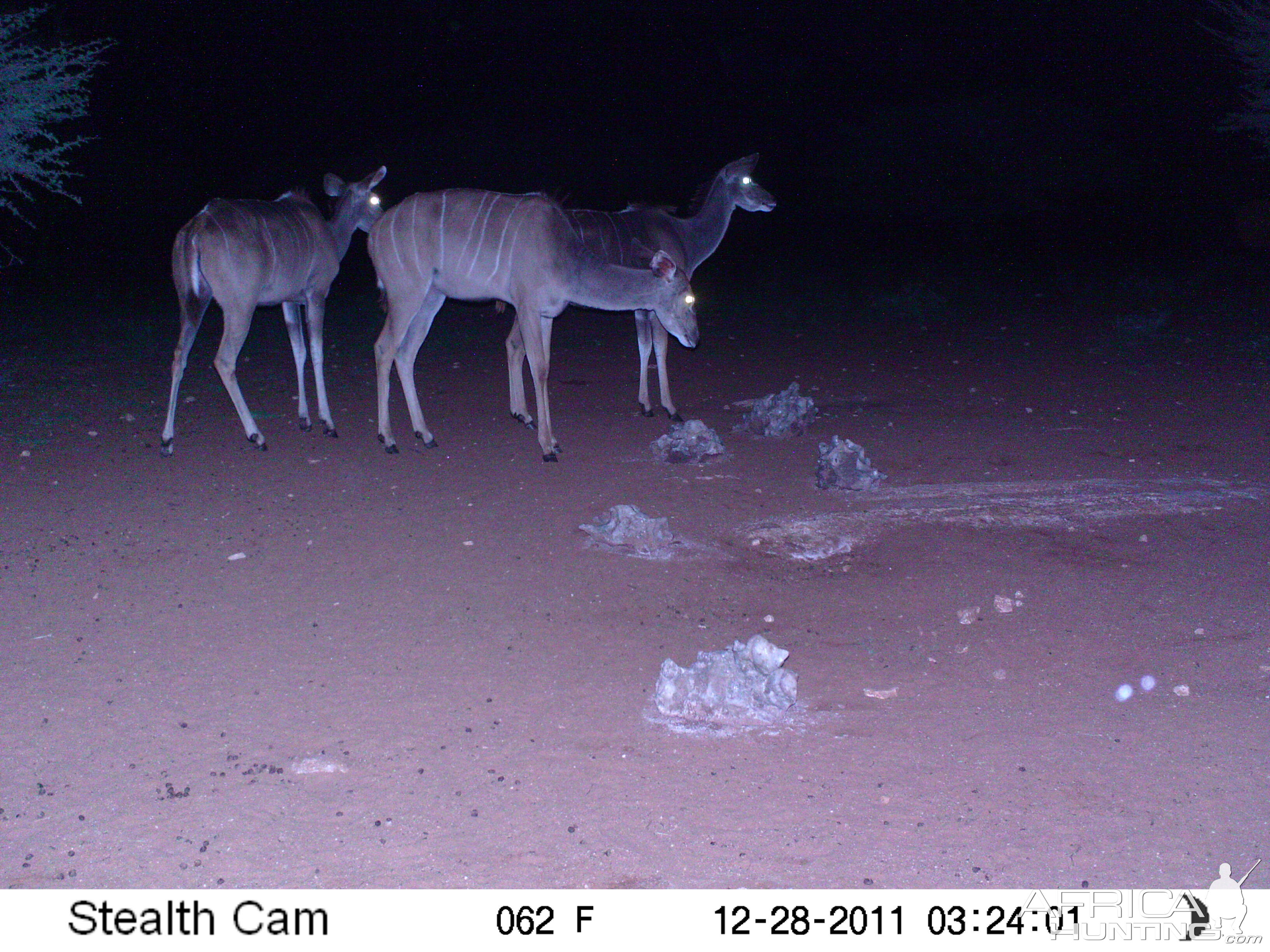 Trail Camera Namibia